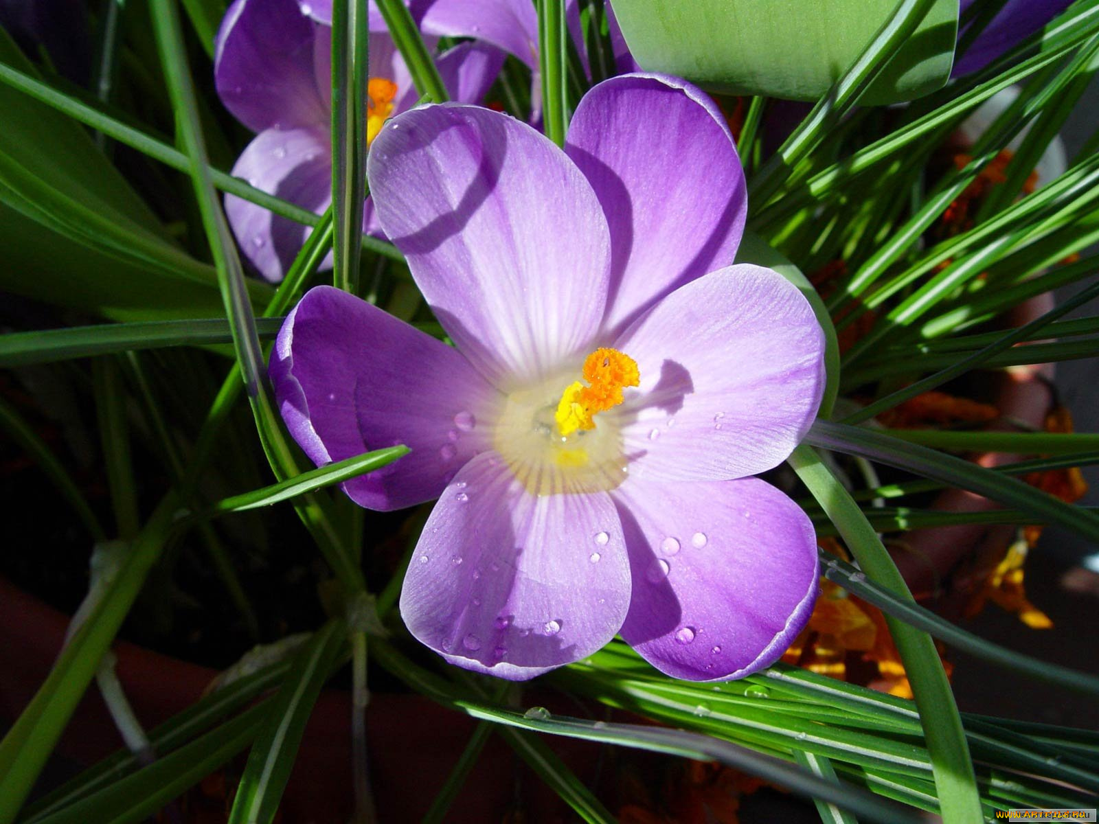 цветы, крокусы