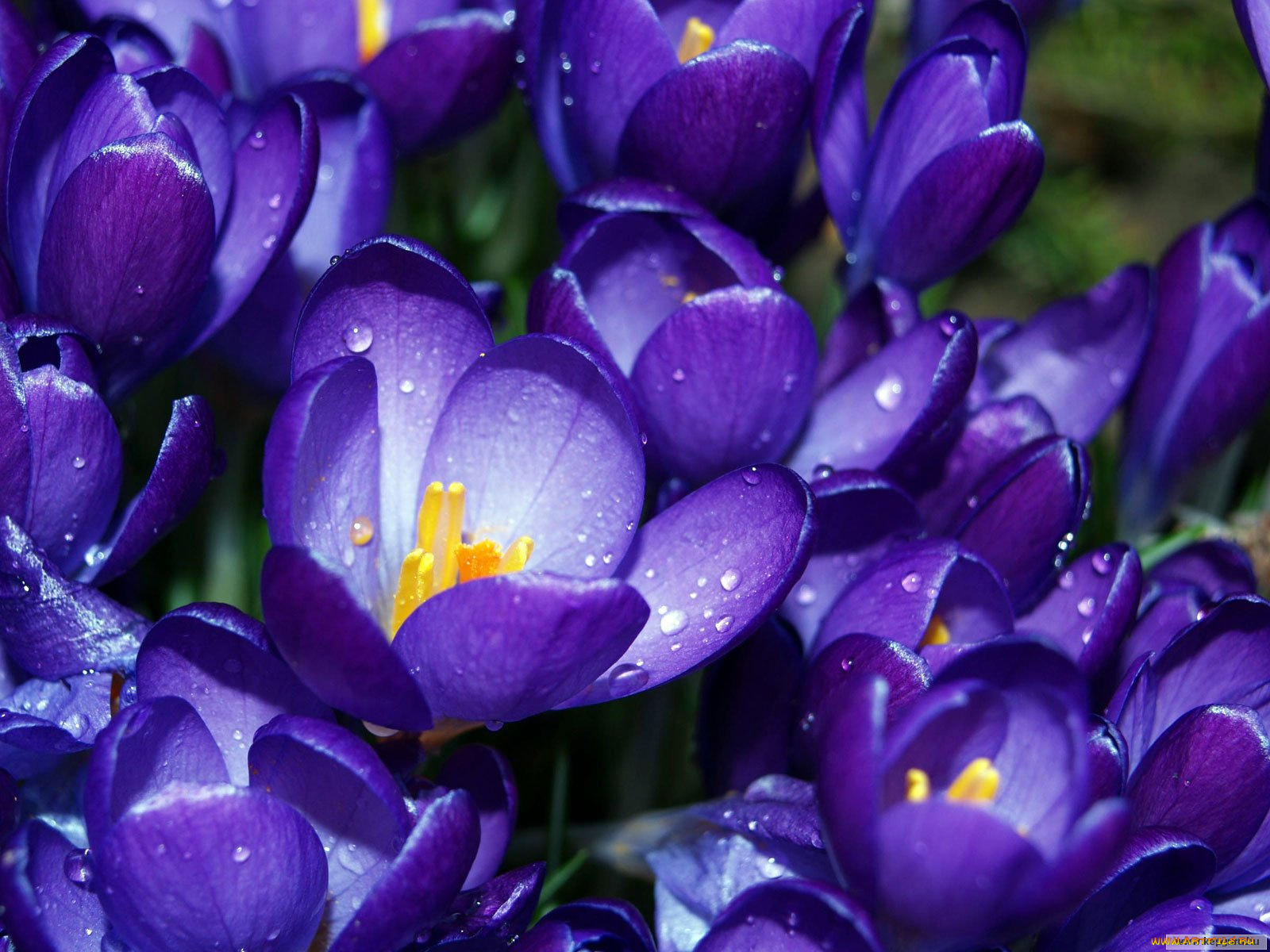 цветы, крокусы