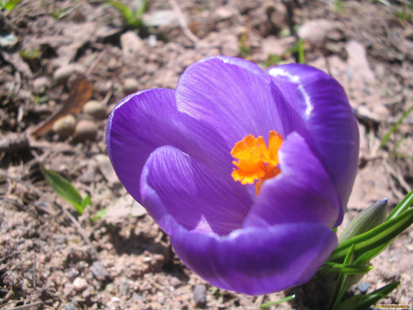 цветы, крокусы