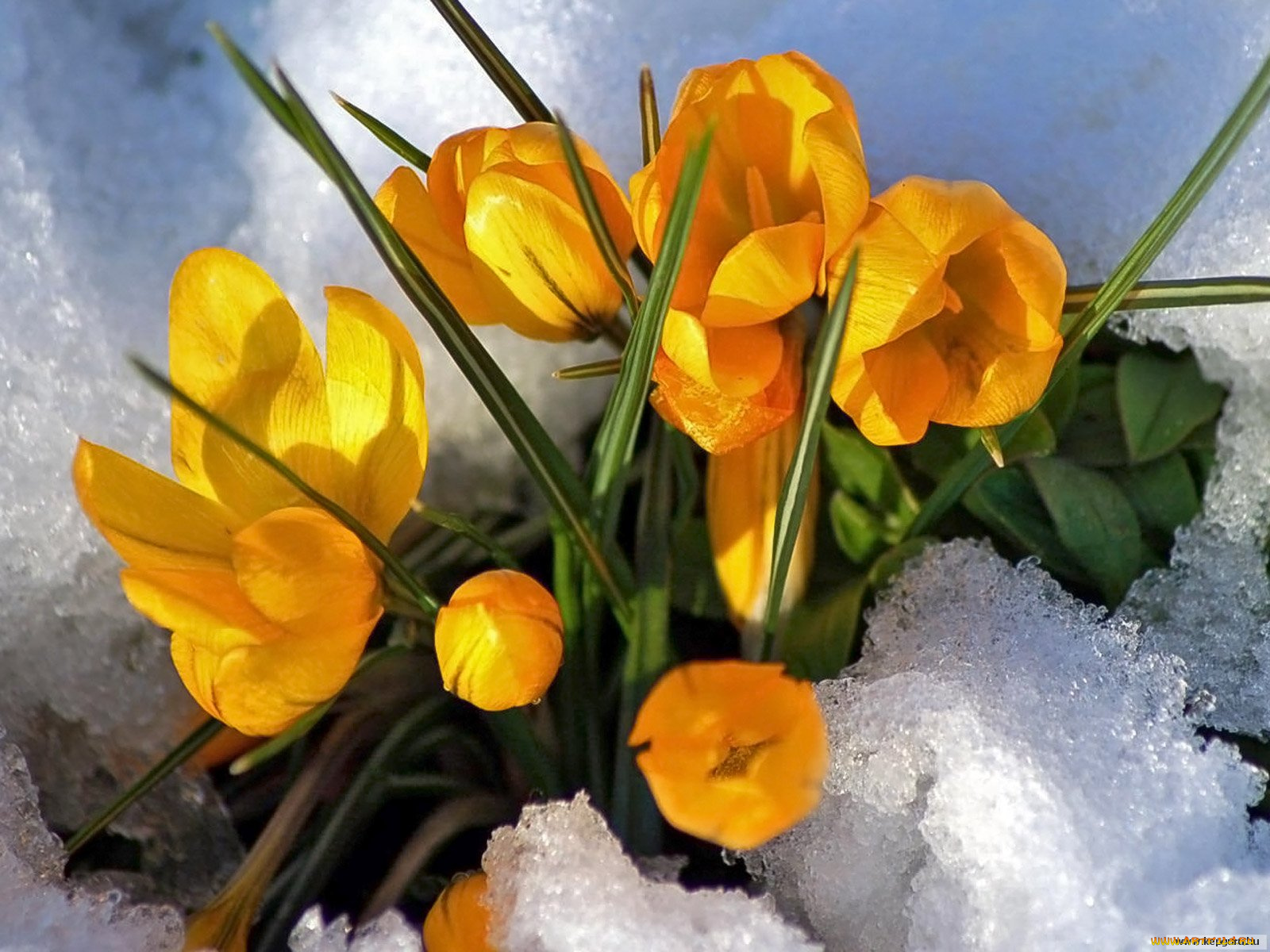 цветы, крокусы