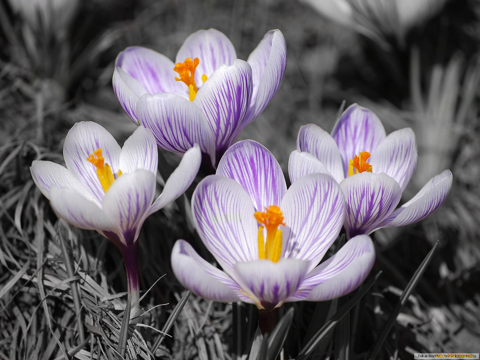 цветы, крокусы