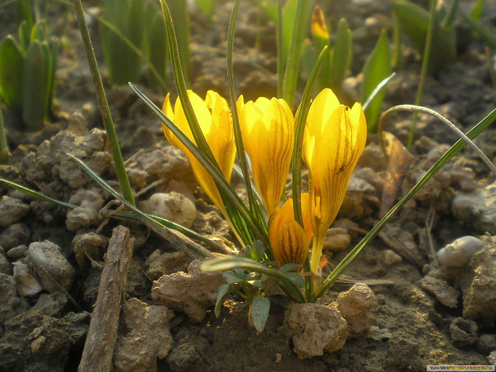 цветы, крокусы