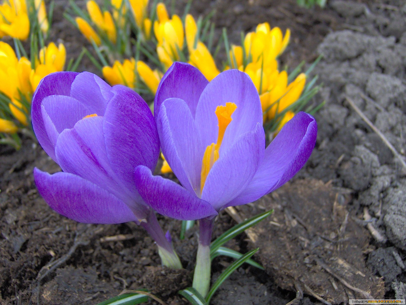 цветы, крокусы