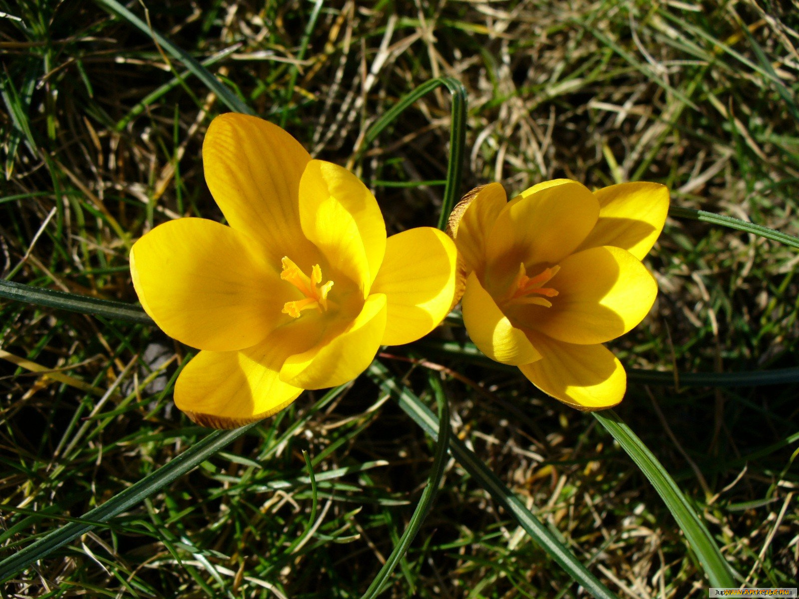 цветы, крокусы