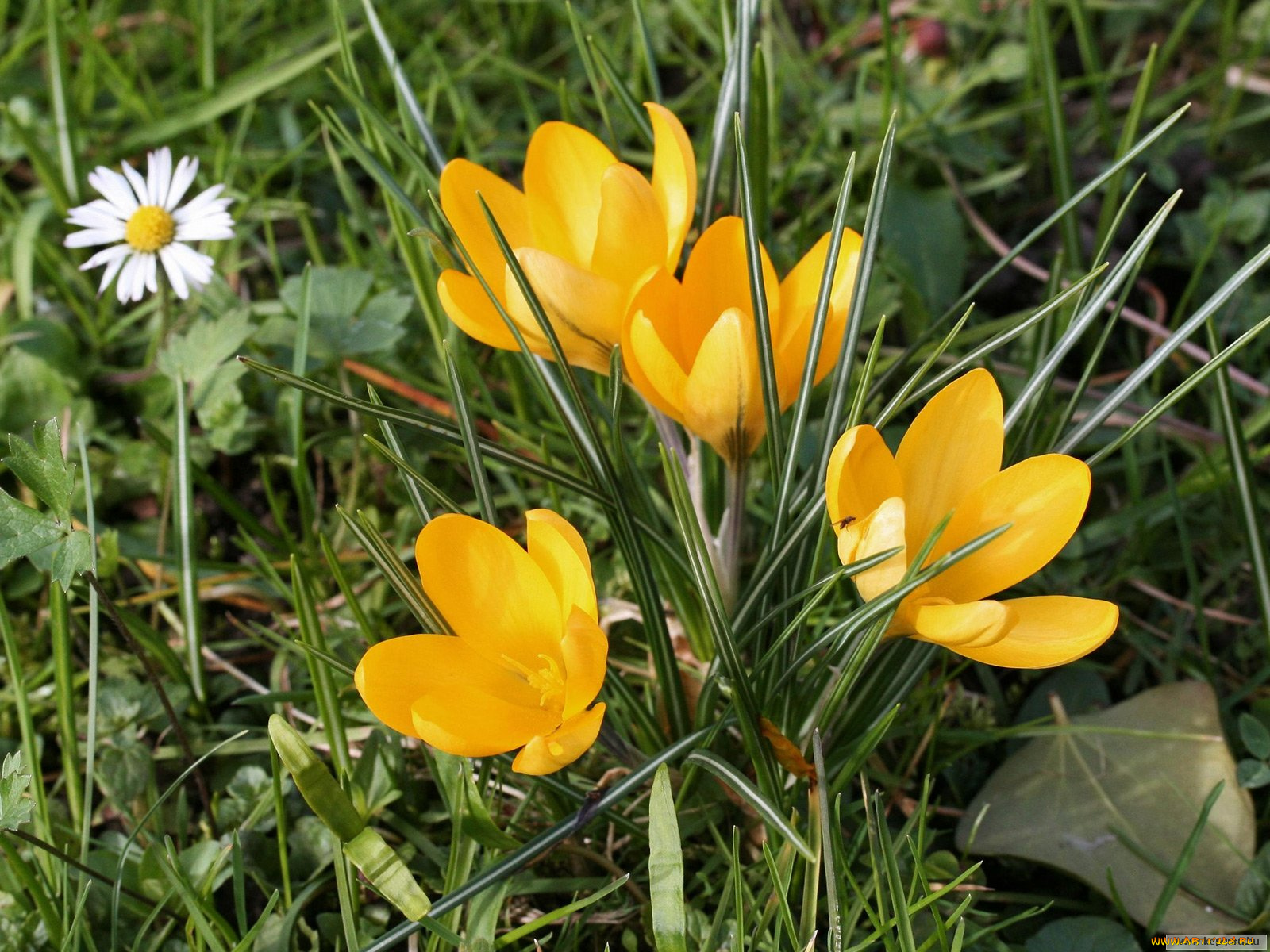 цветы, крокусы