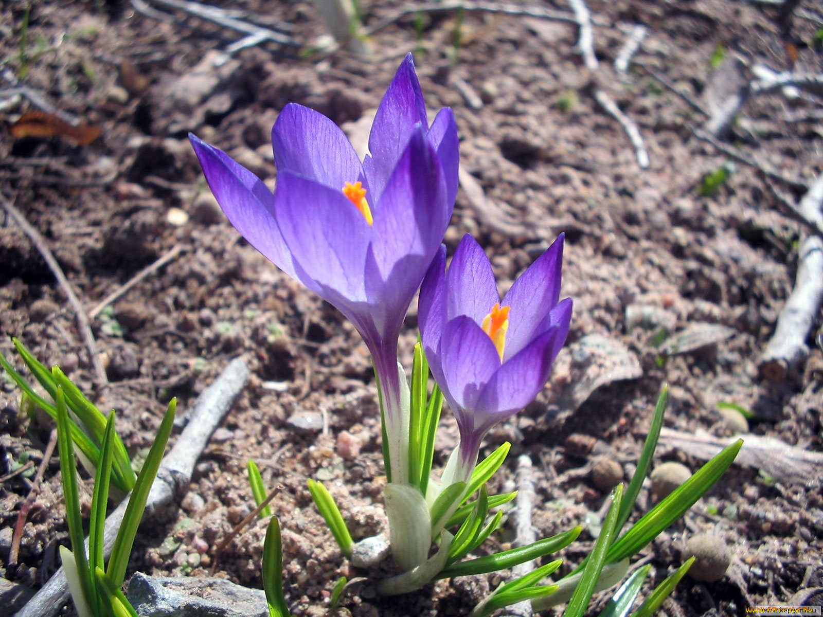 цветы, крокусы