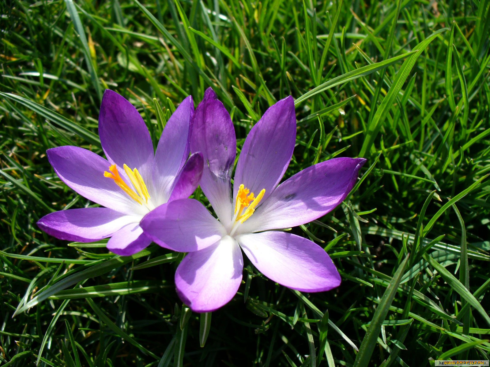 цветы, крокусы