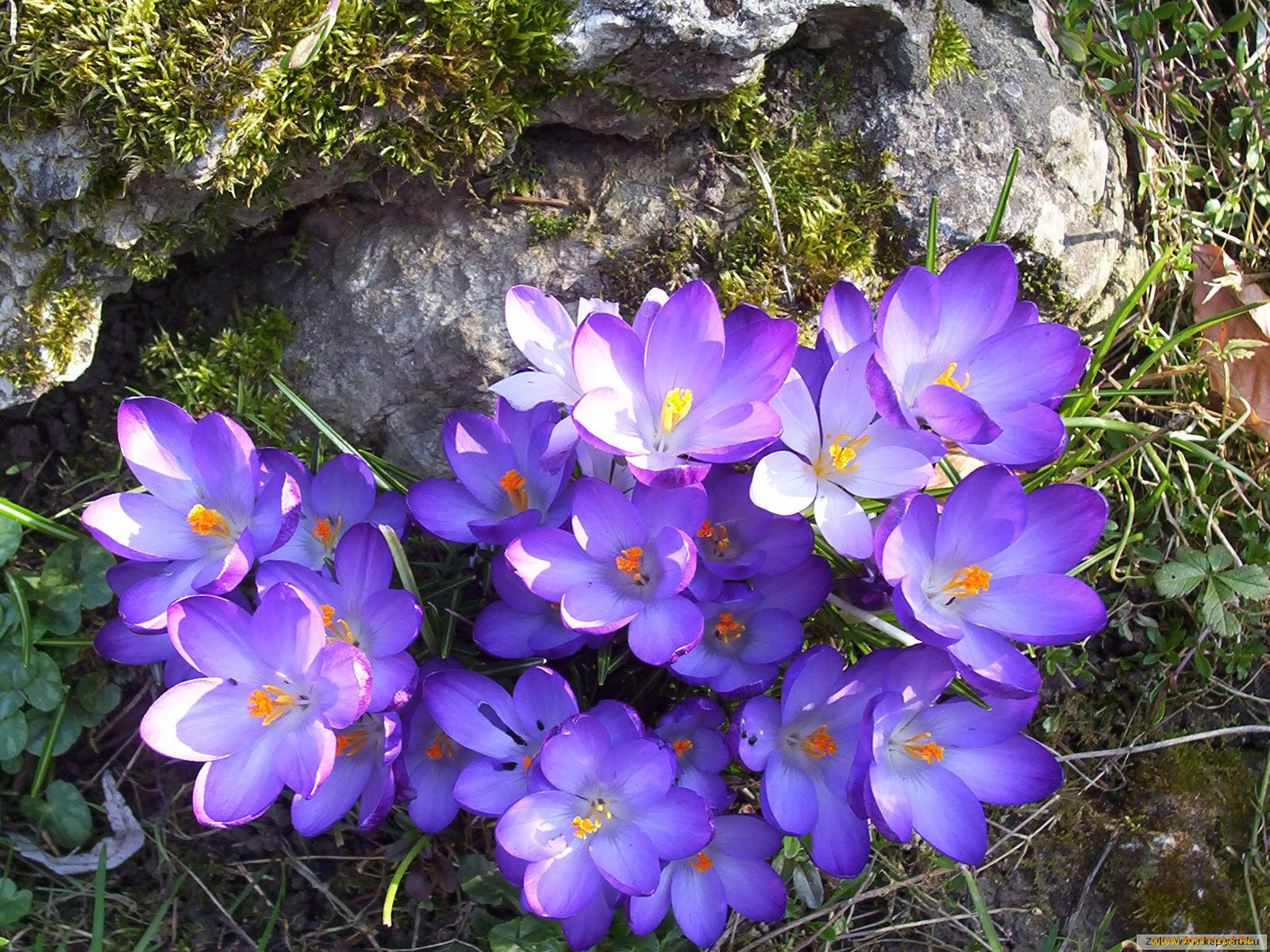 цветы, крокусы
