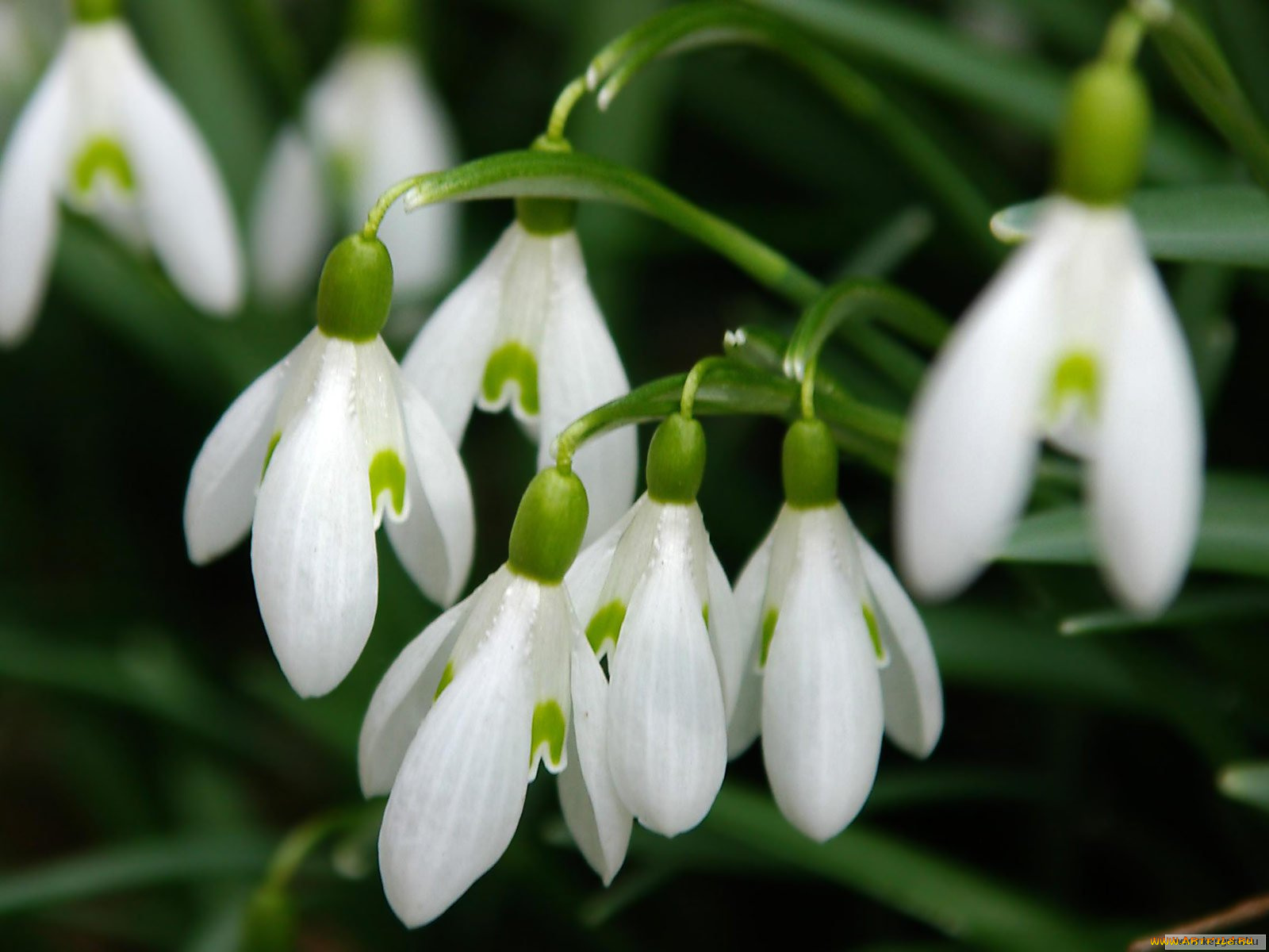 цветы, подснежники, белоцветник