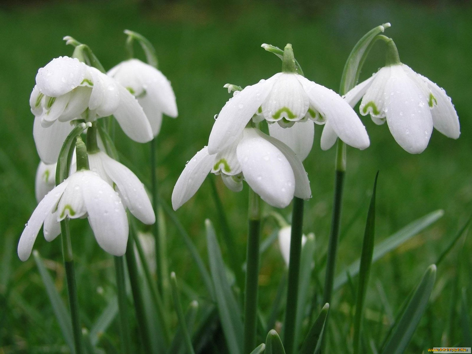 цветы, подснежники, белоцветник