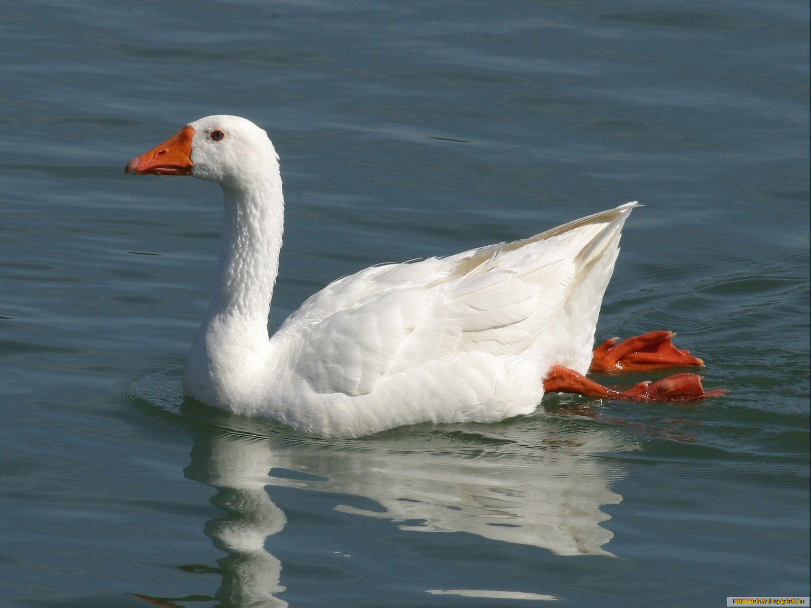 животные, гуси