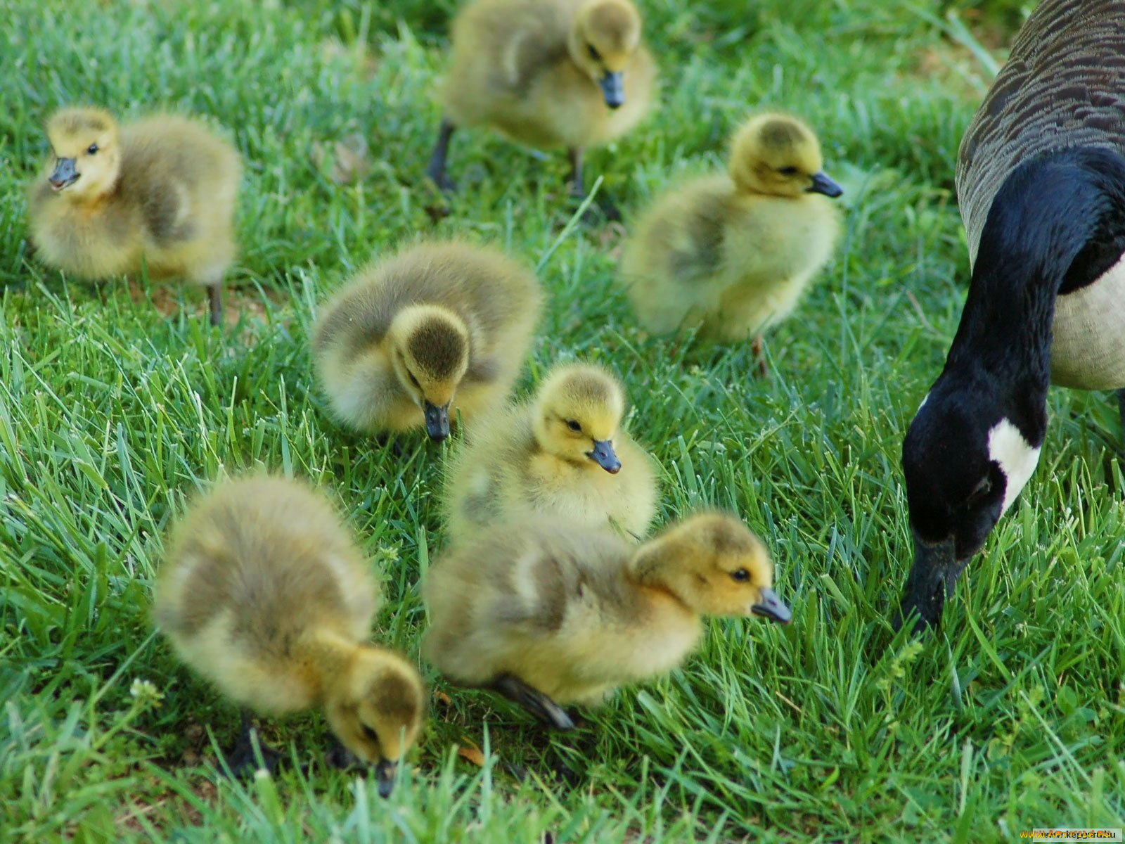 животные, гуси