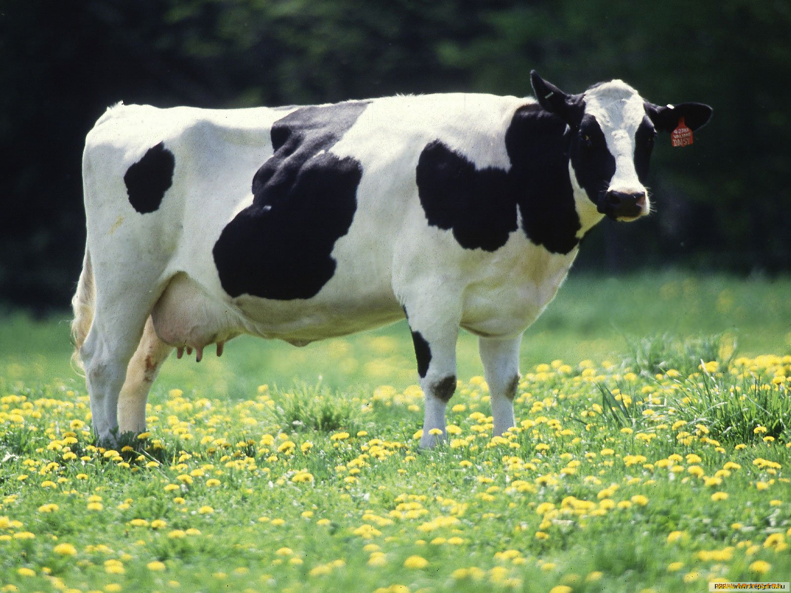 животные, коровы, буйволы