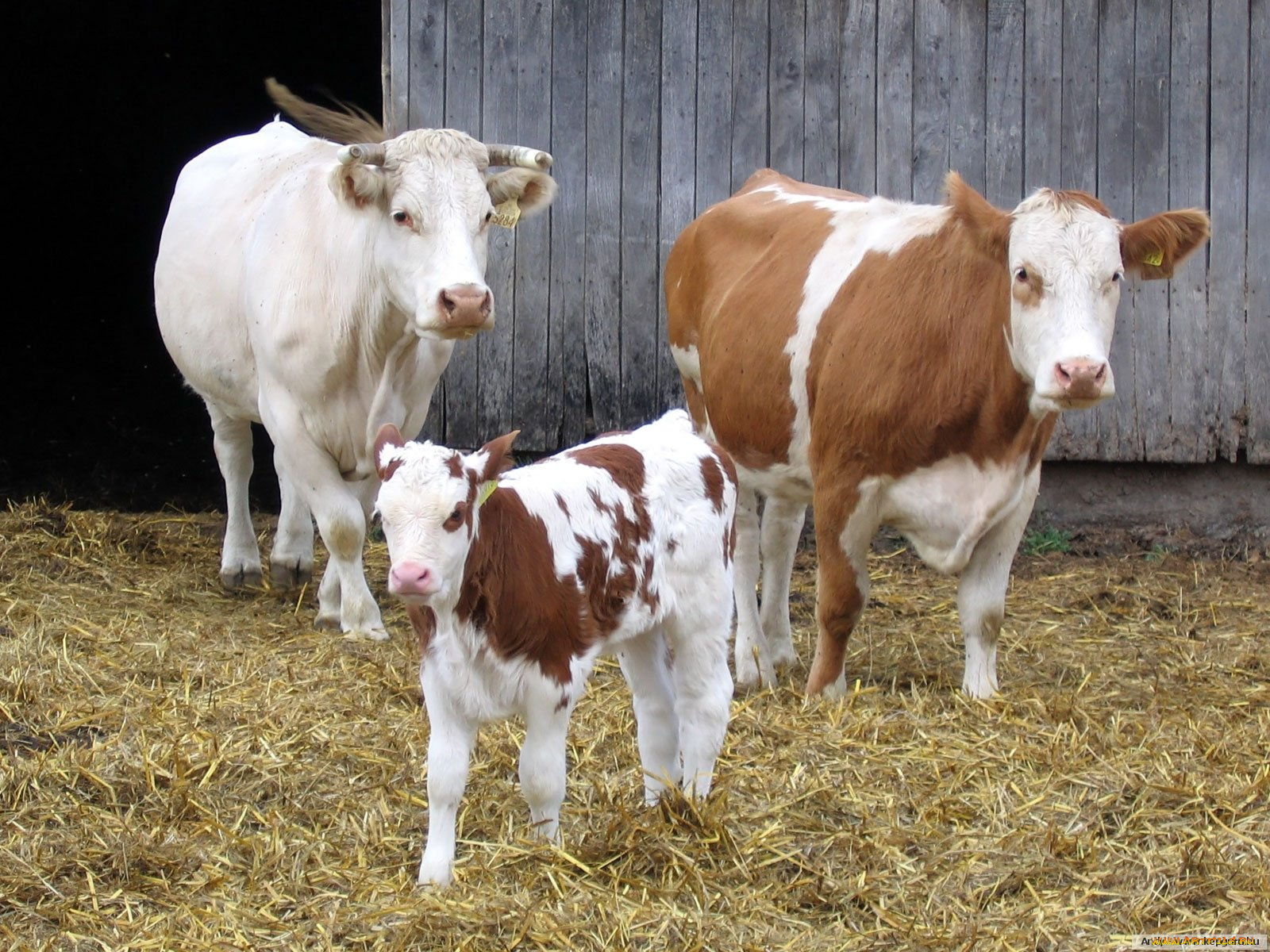 животные, коровы, буйволы