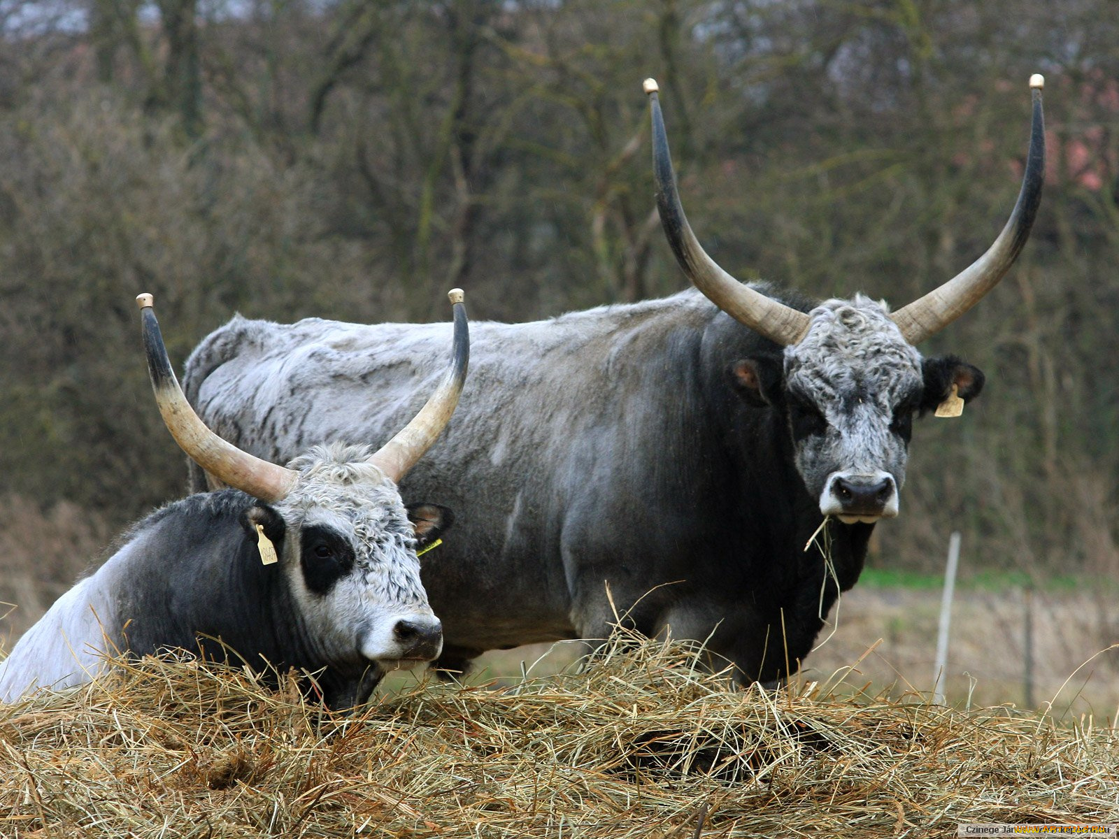 животные, коровы, буйволы