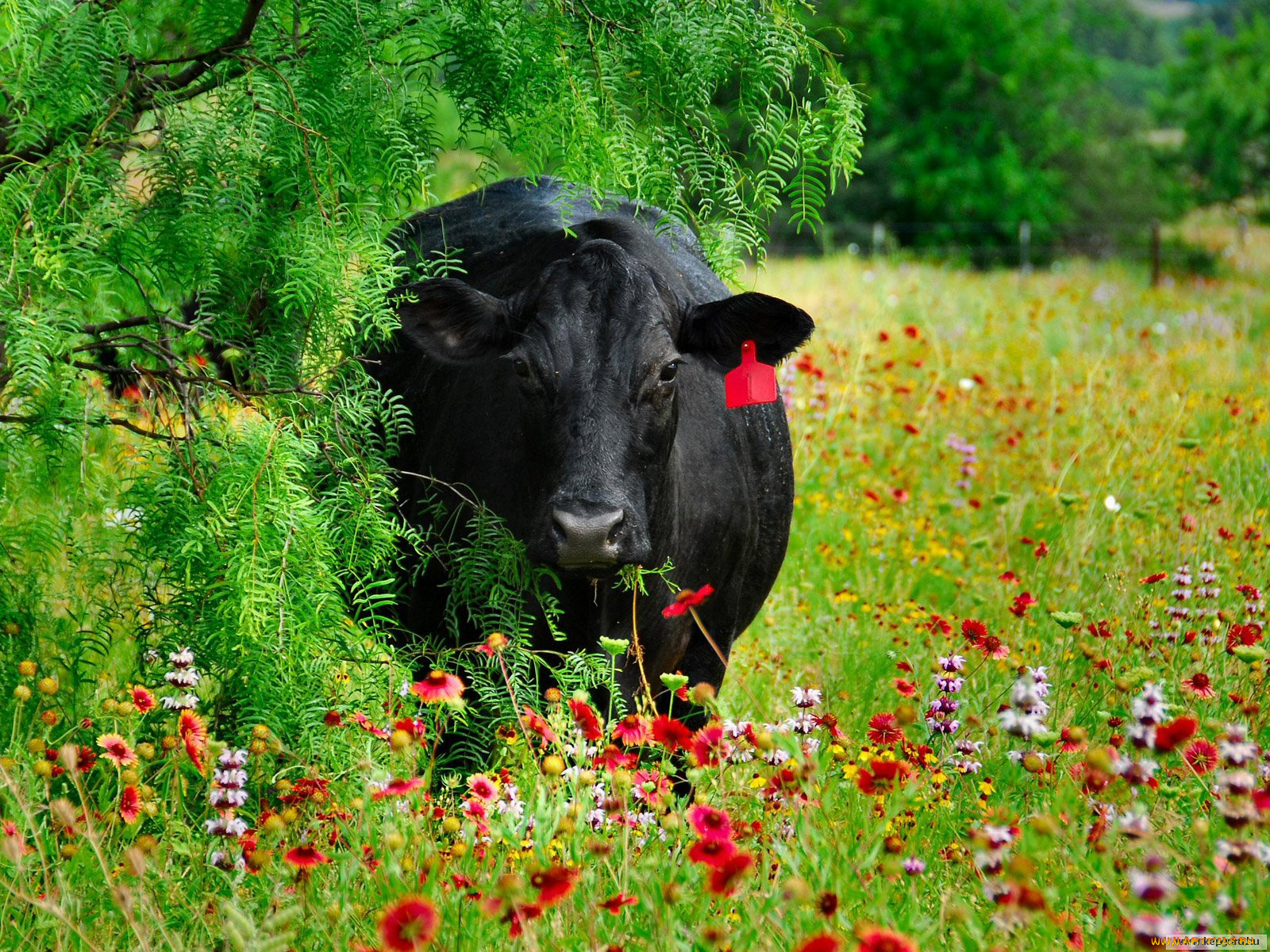 животные, коровы, буйволы