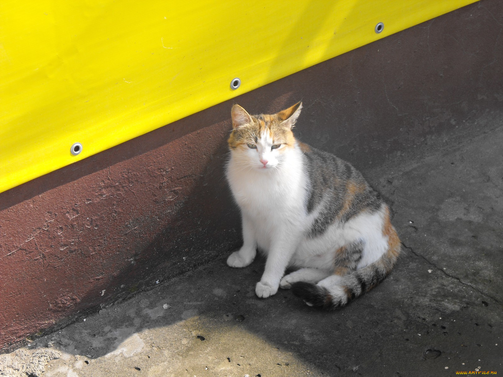 животные, коты