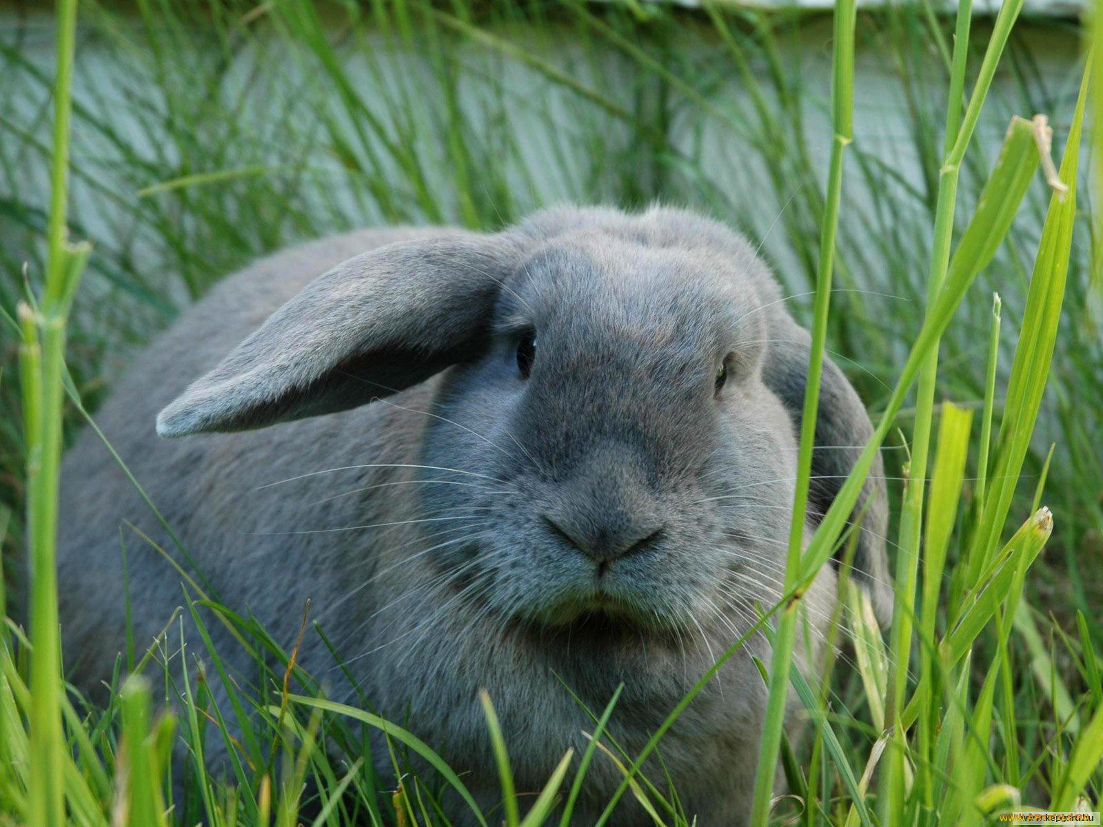 животные, кролики, зайцы