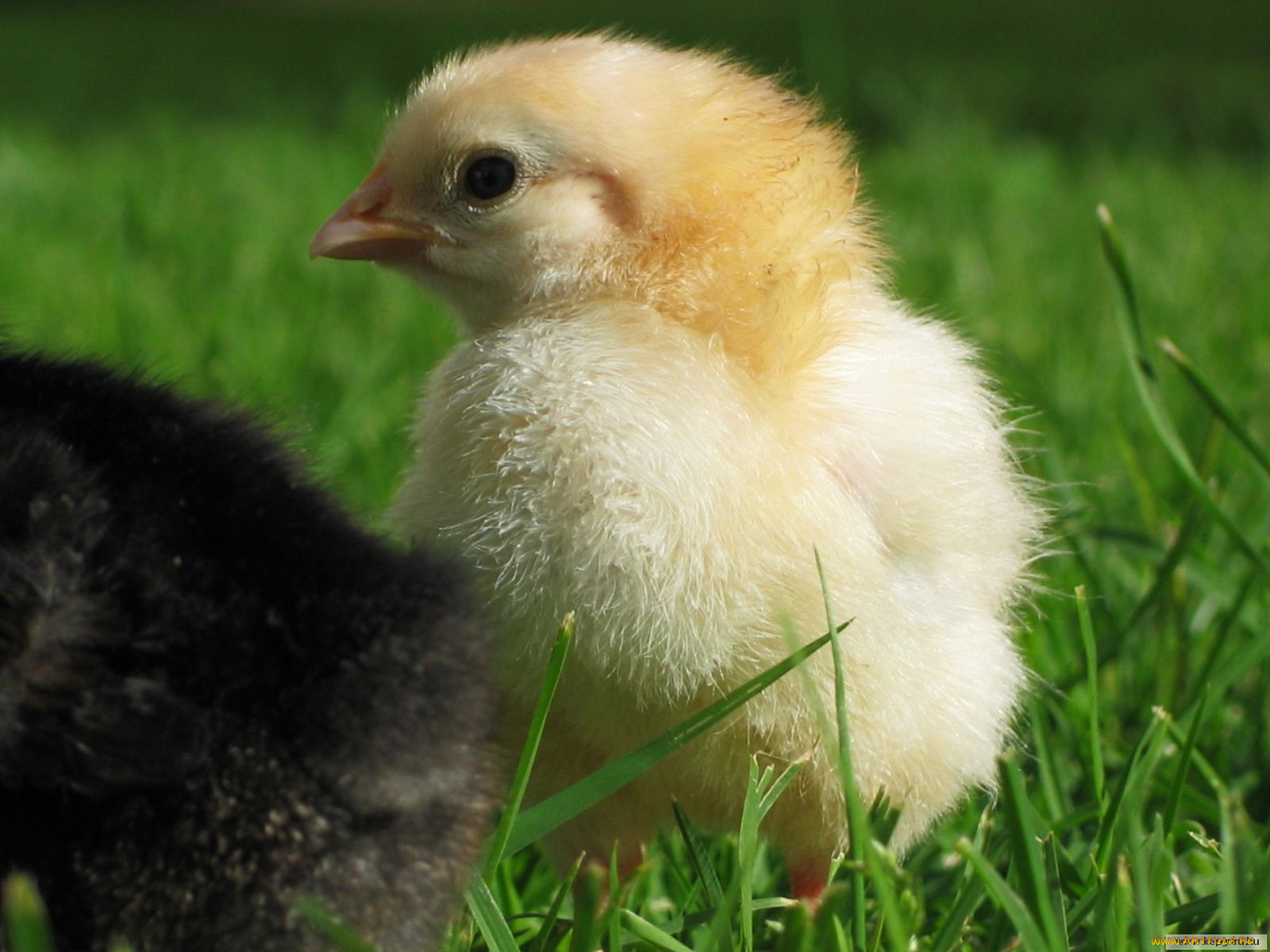 животные, куры, петухи