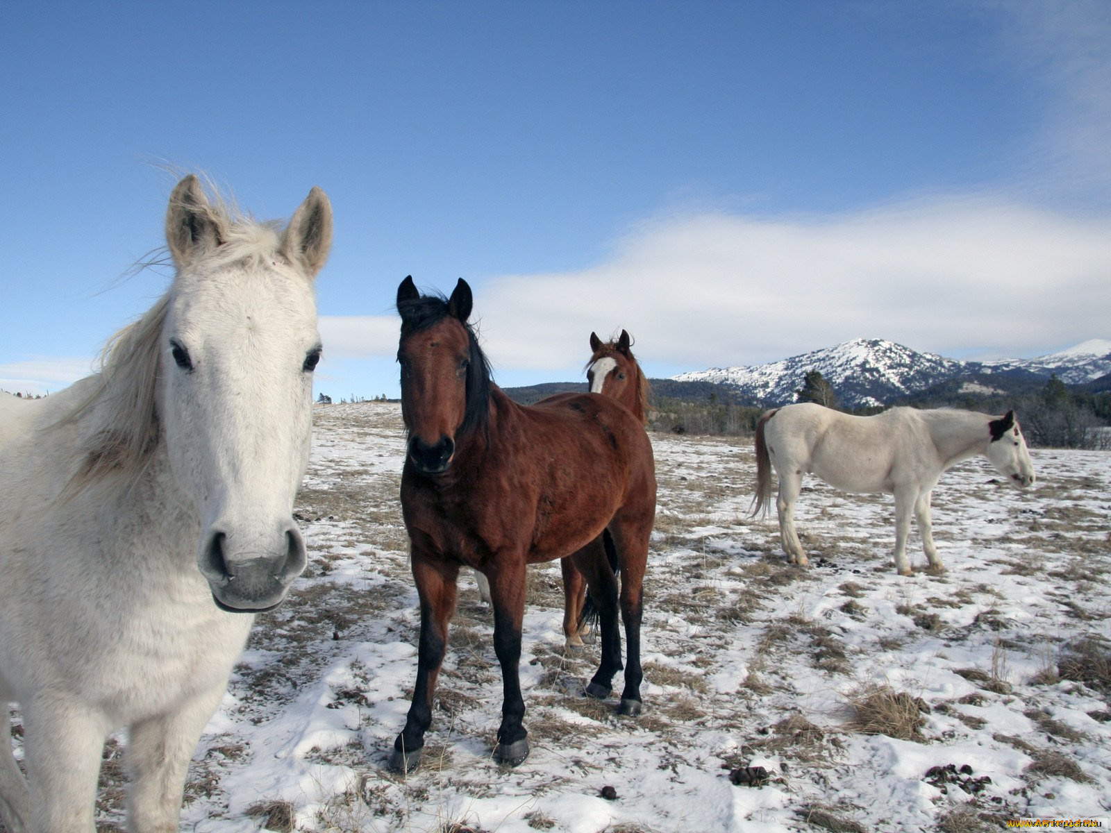 животные, лошади