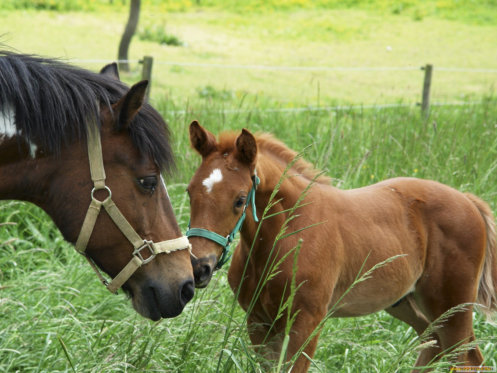 животные, лошади