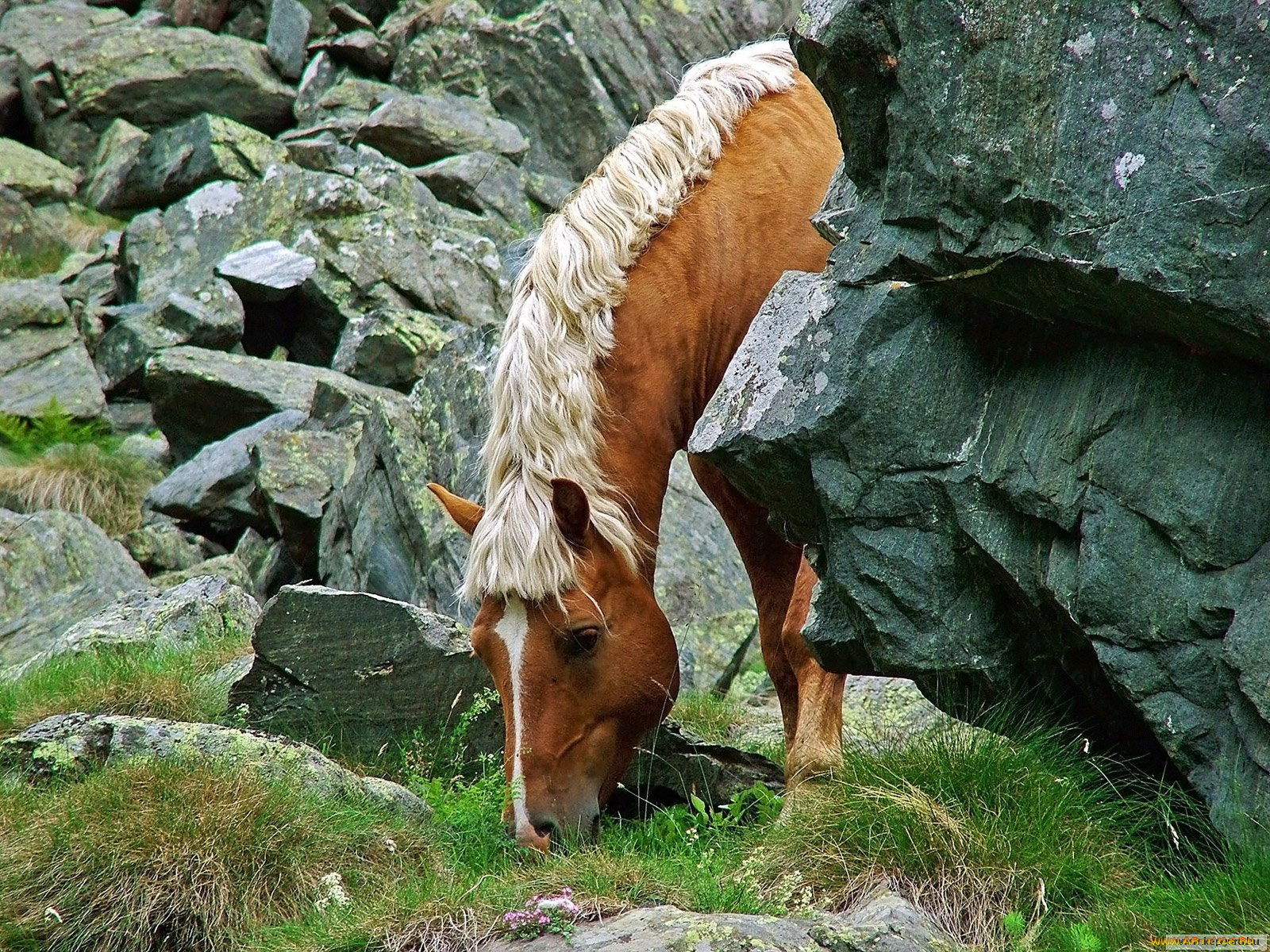 животные, лошади