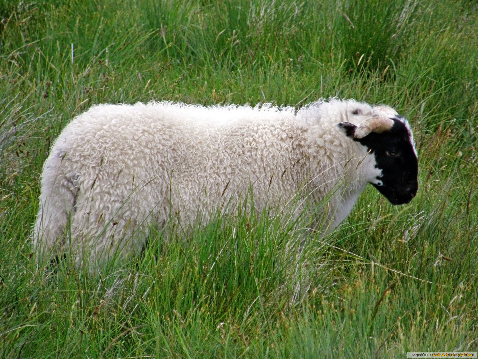 животные, овцы, бараны