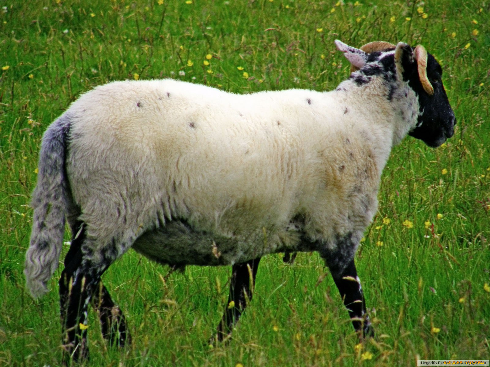 животные, овцы, бараны