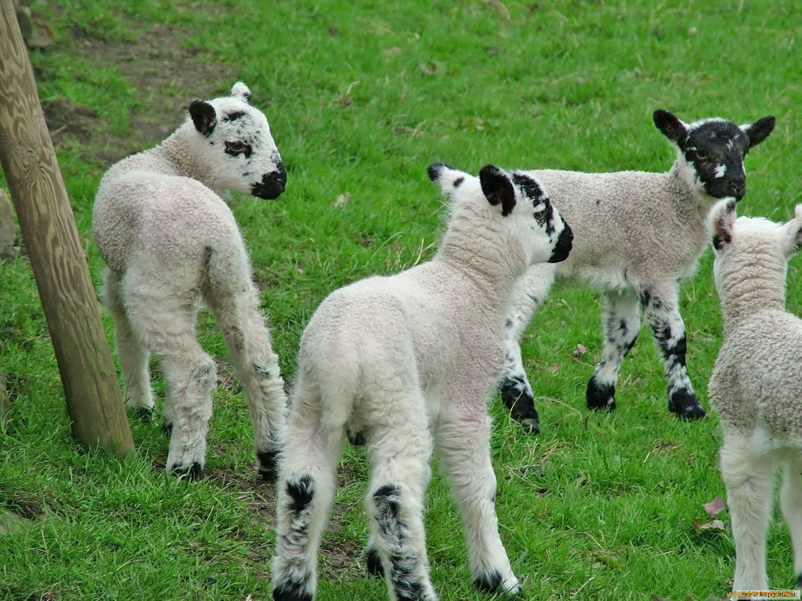 животные, овцы, бараны