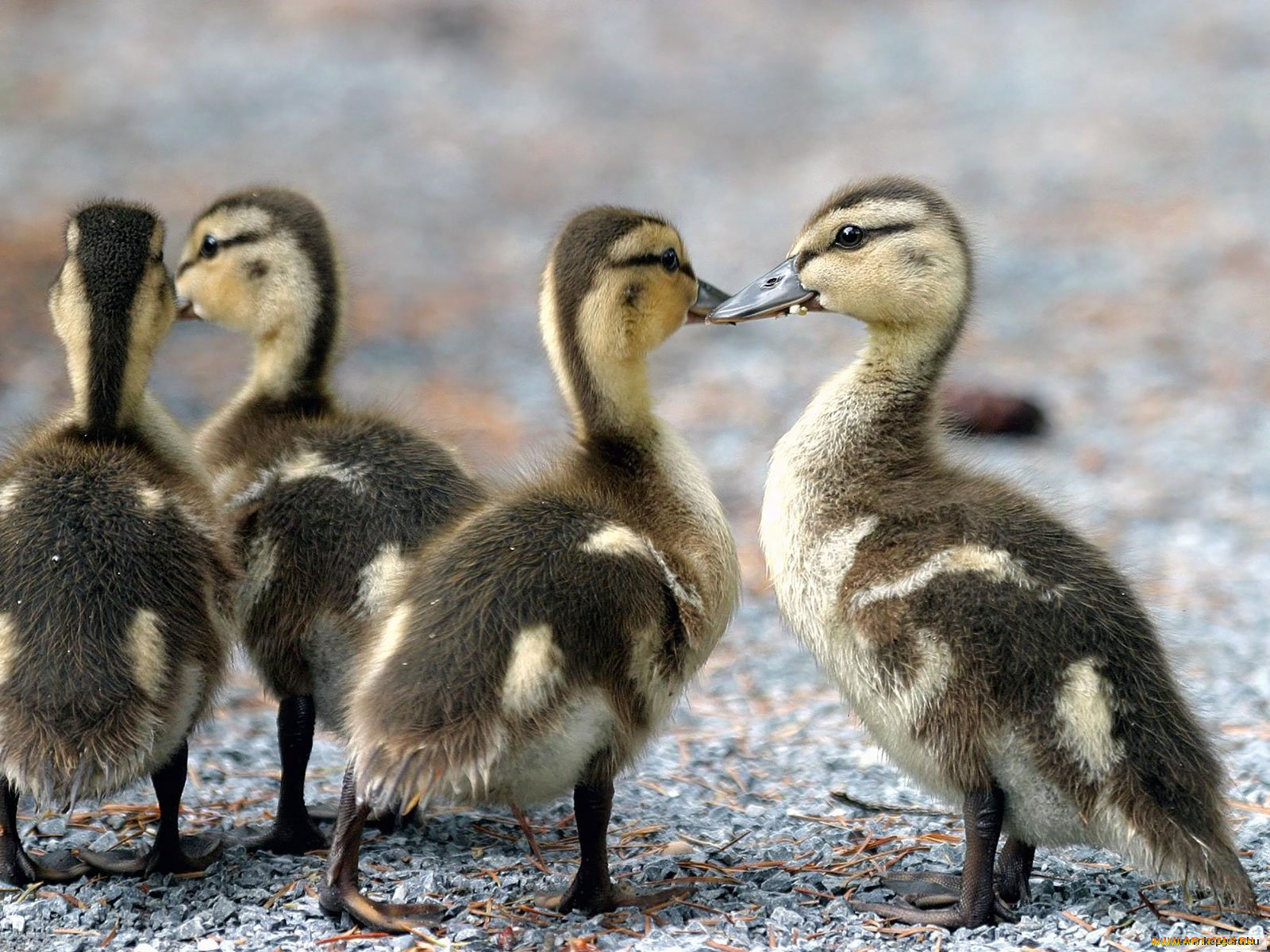 животные, утки