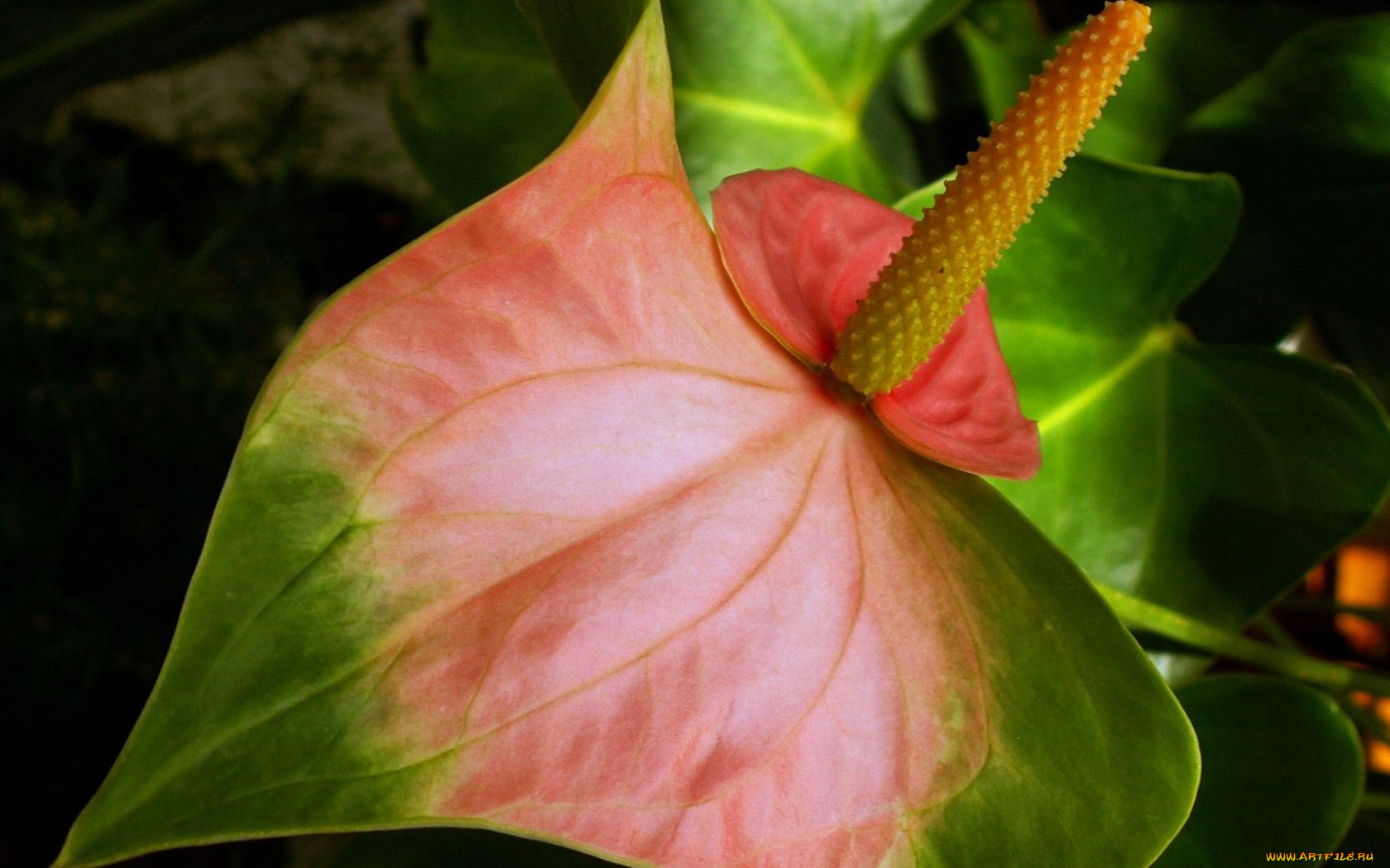цветы, антуриум, цветок, фламинго