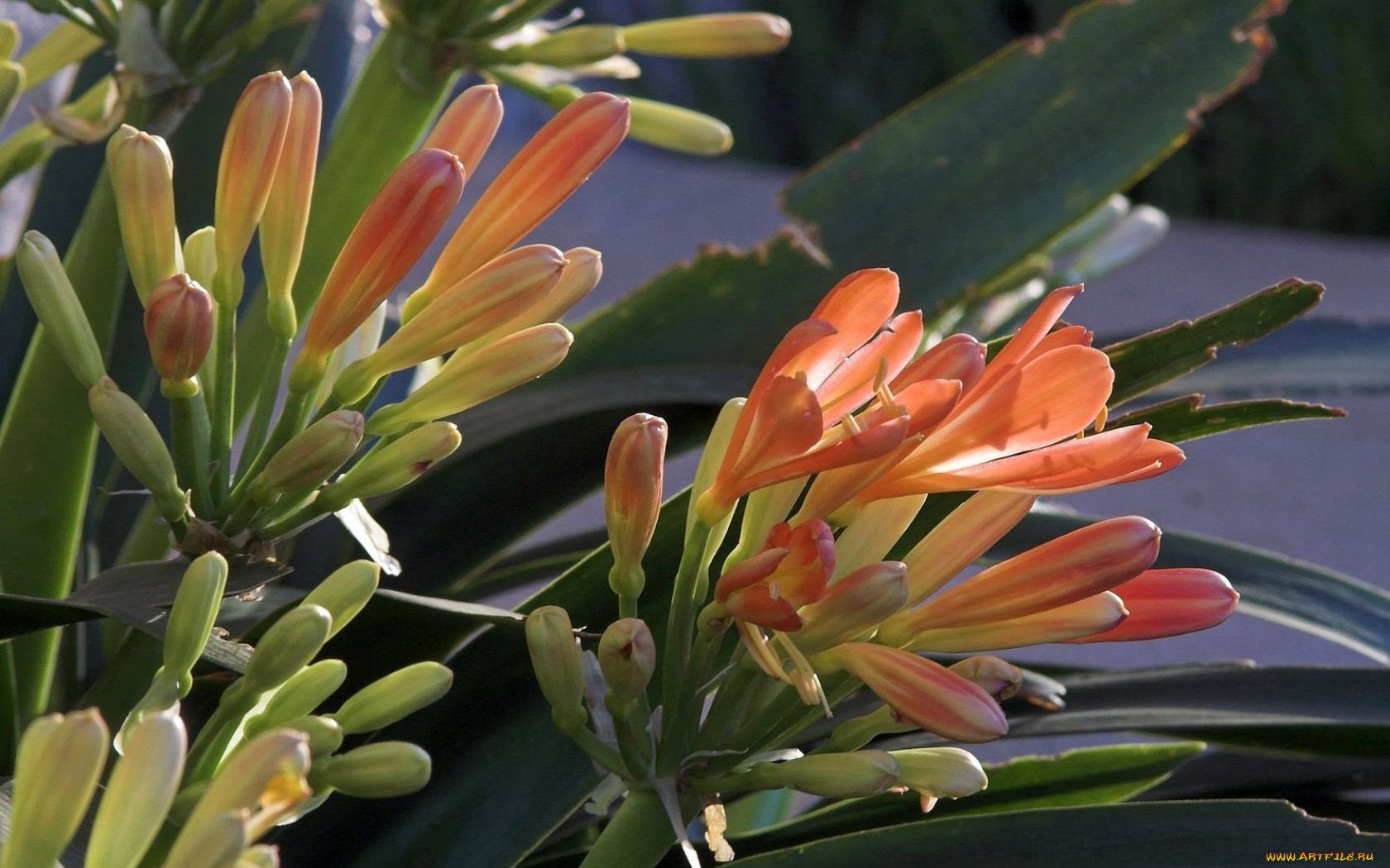 цветы, кливия