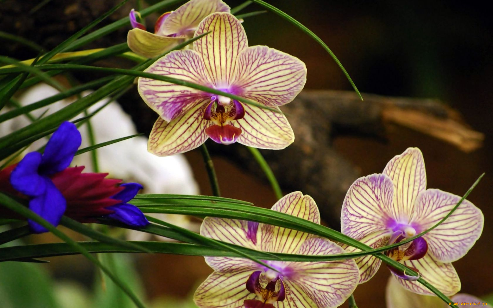 цветы, орхидеи