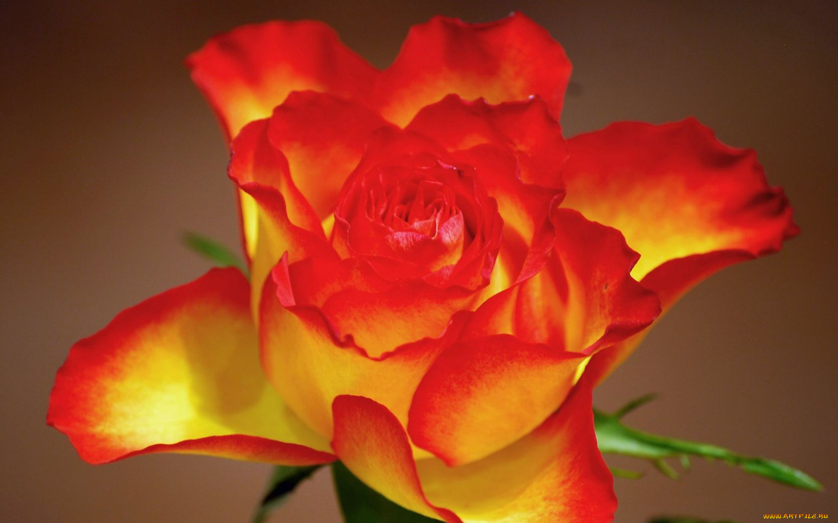 цветы, розы