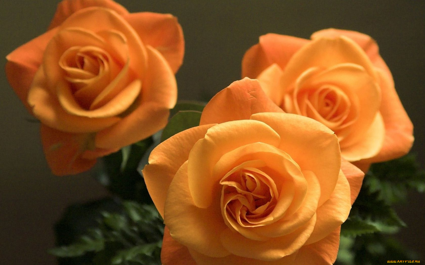 цветы, розы