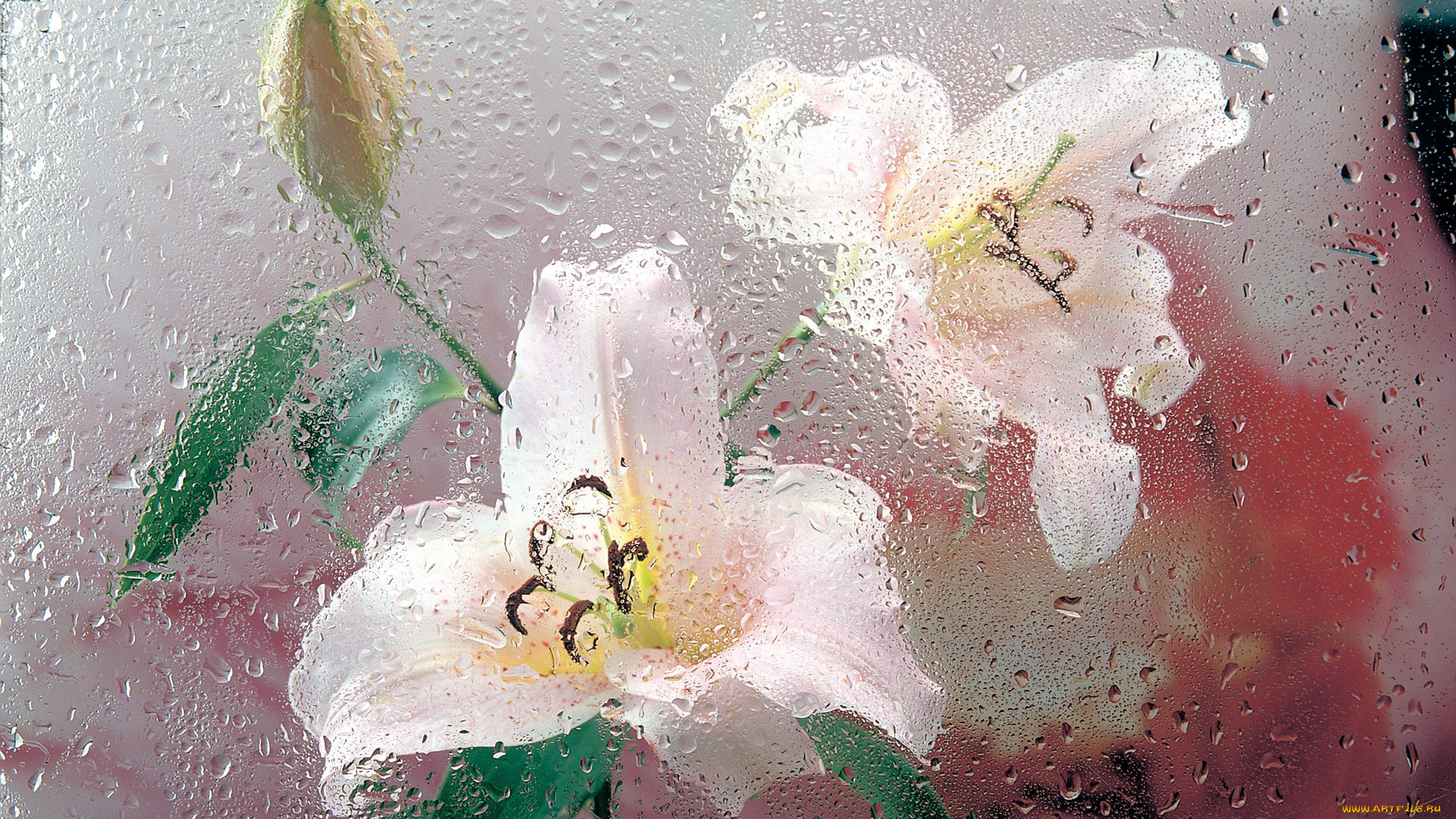 цветы, лилии, лилейники