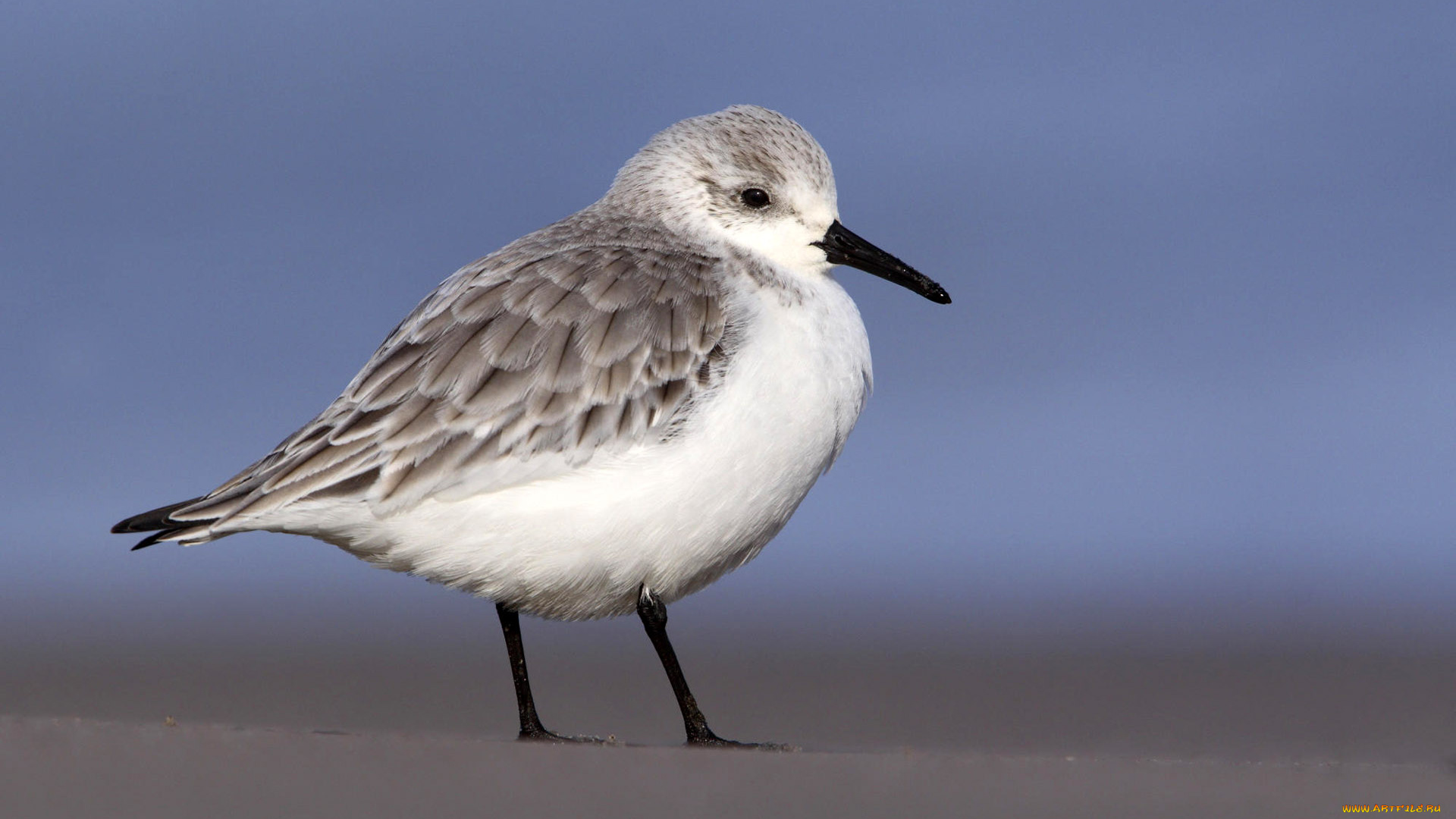 животные, Чайки, бакланы, крачки