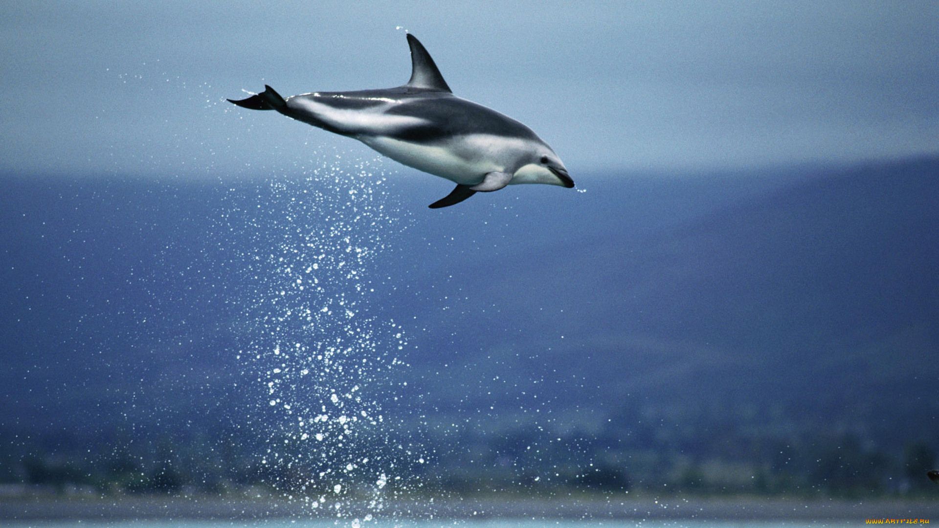 животные, дельфины