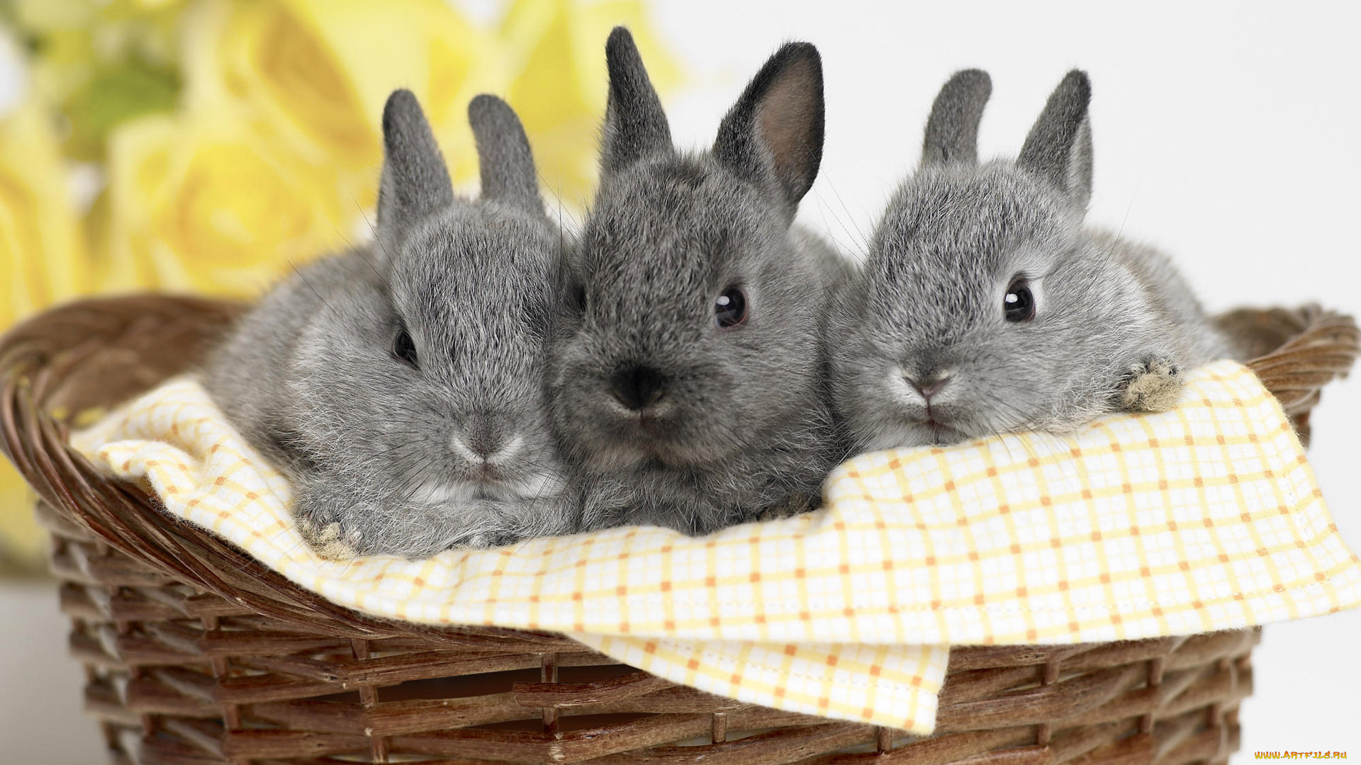 животные, кролики, зайцы