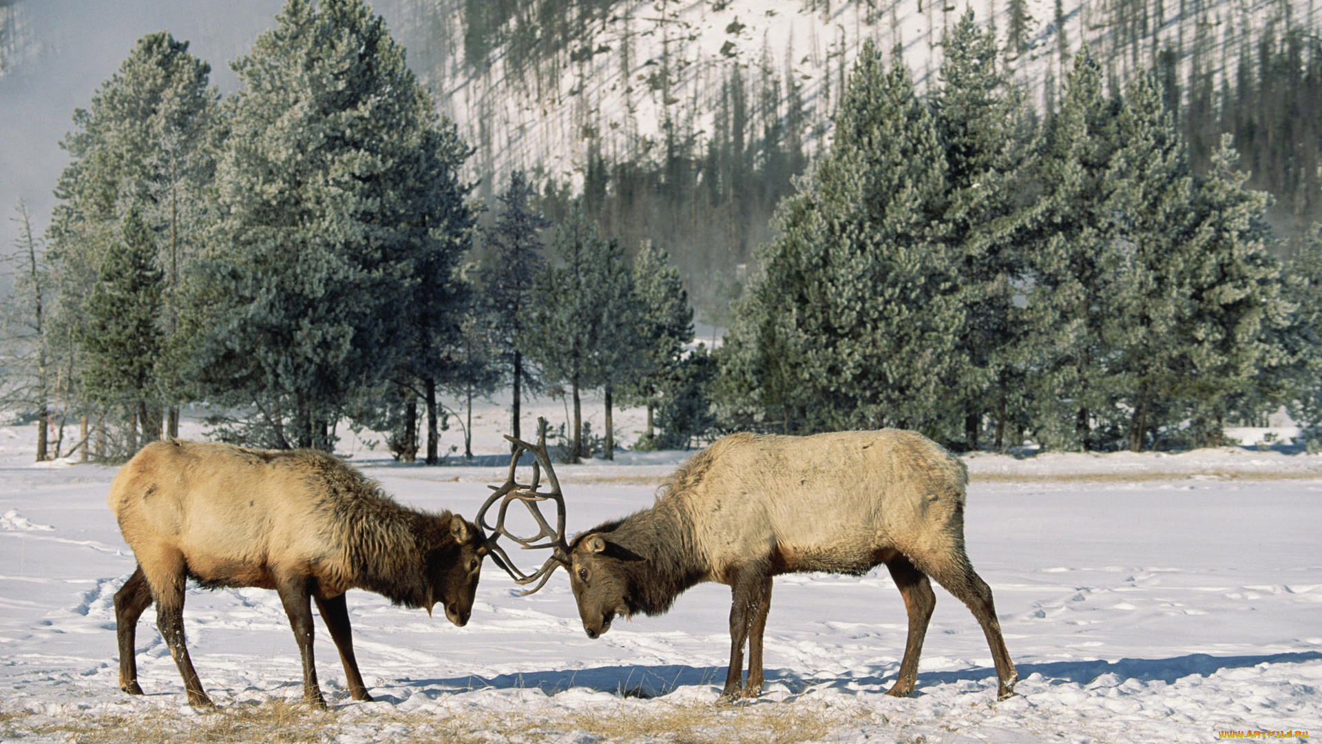 животные, олени