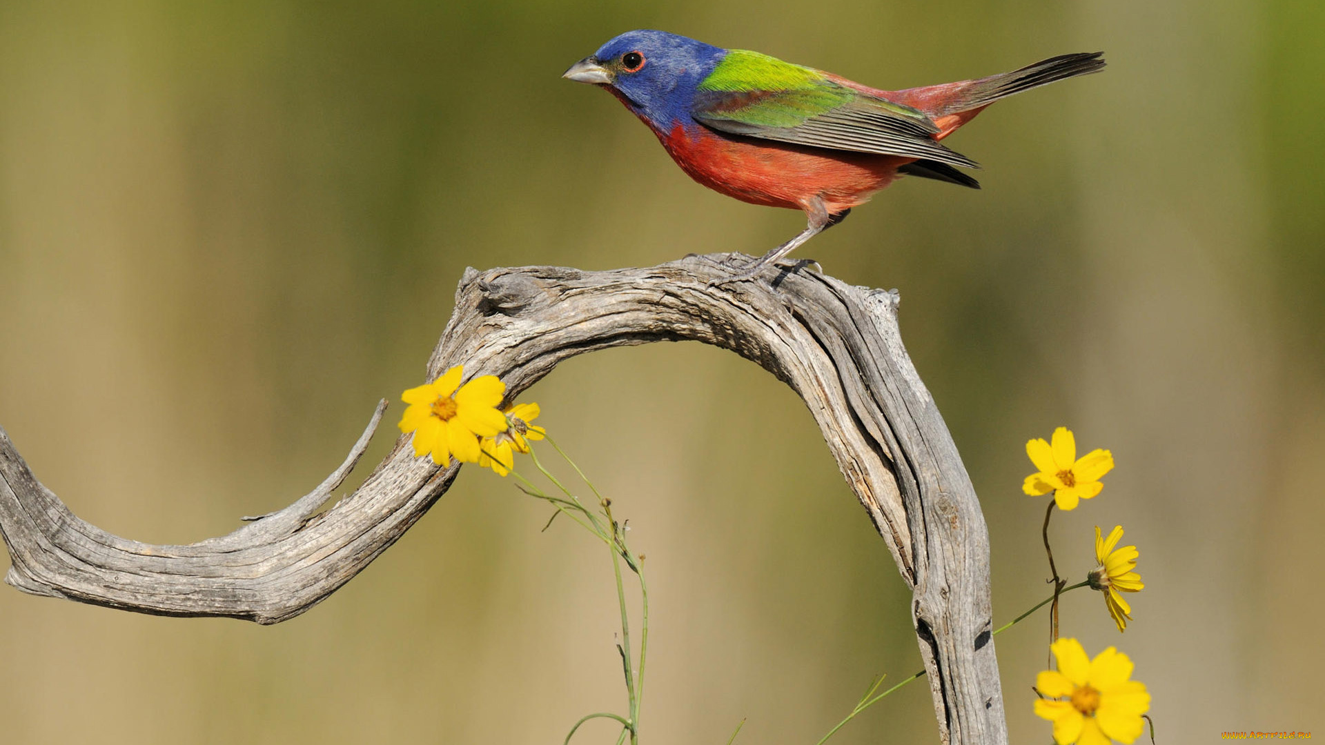 животные, птицы