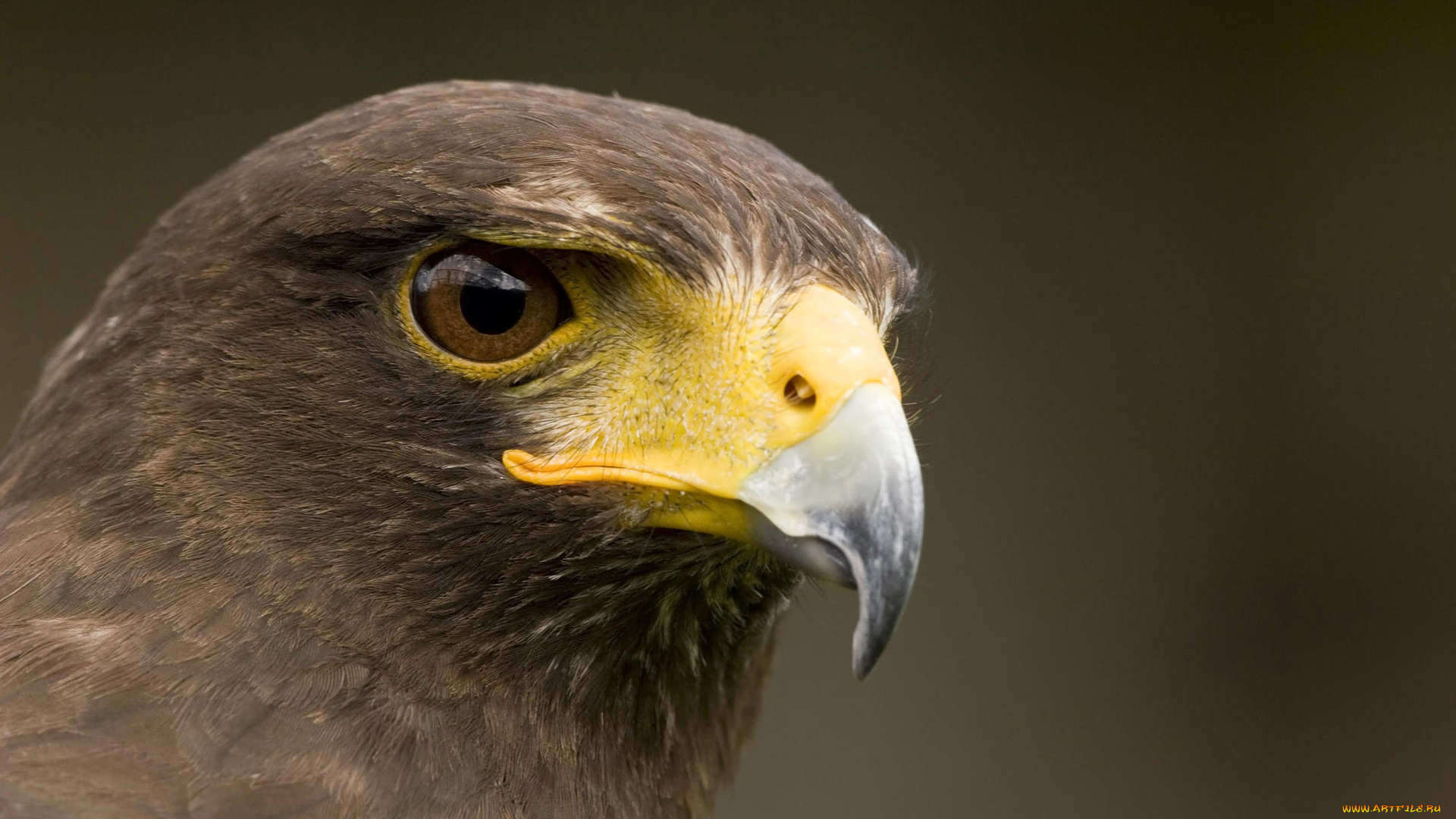 животные, птицы, хищники