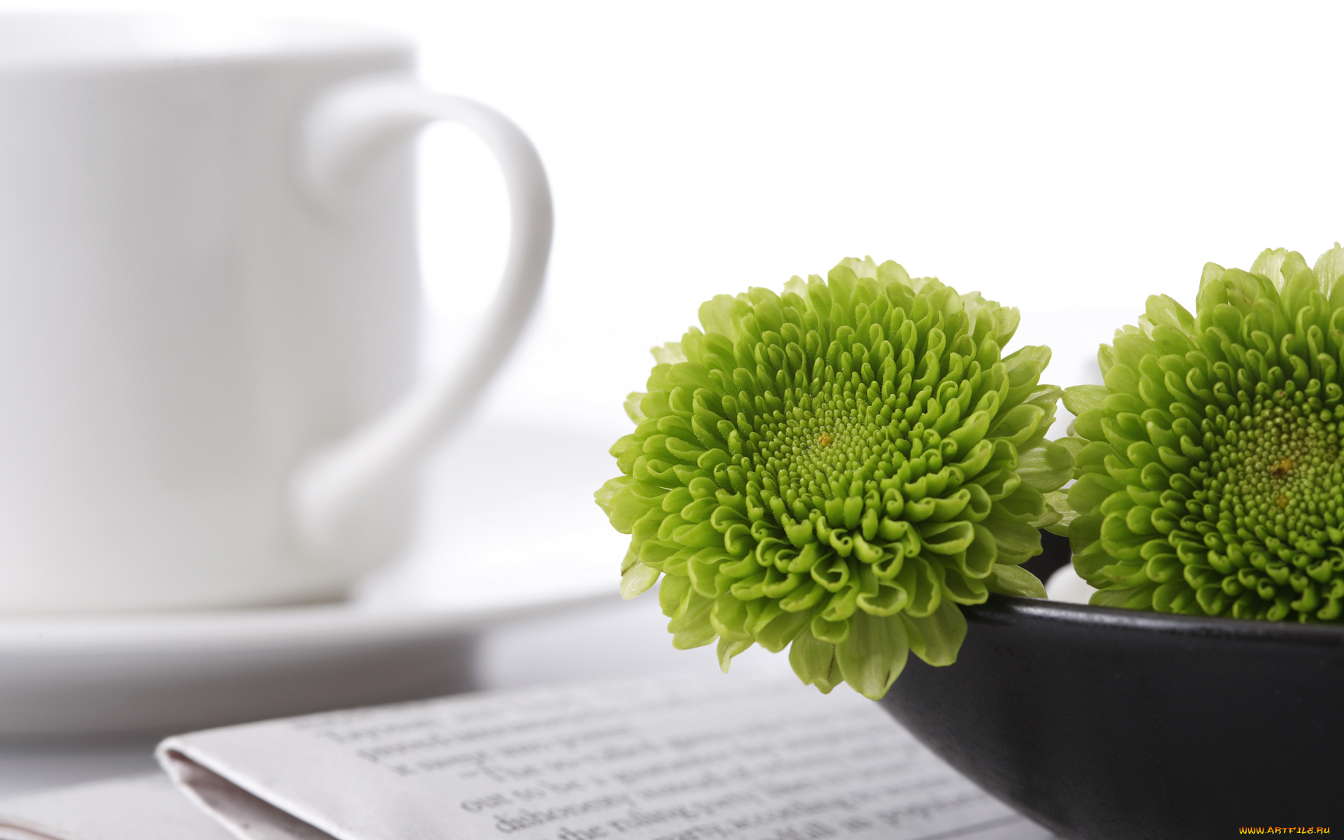 цветы, хризантемы