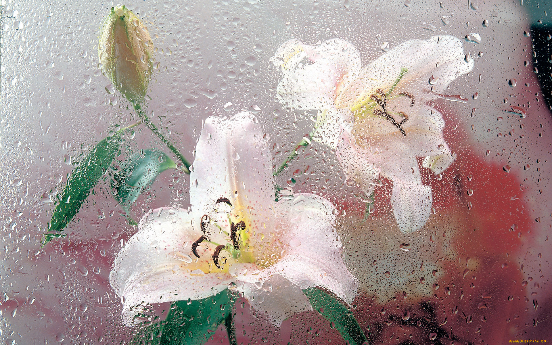 цветы, лилии, лилейники