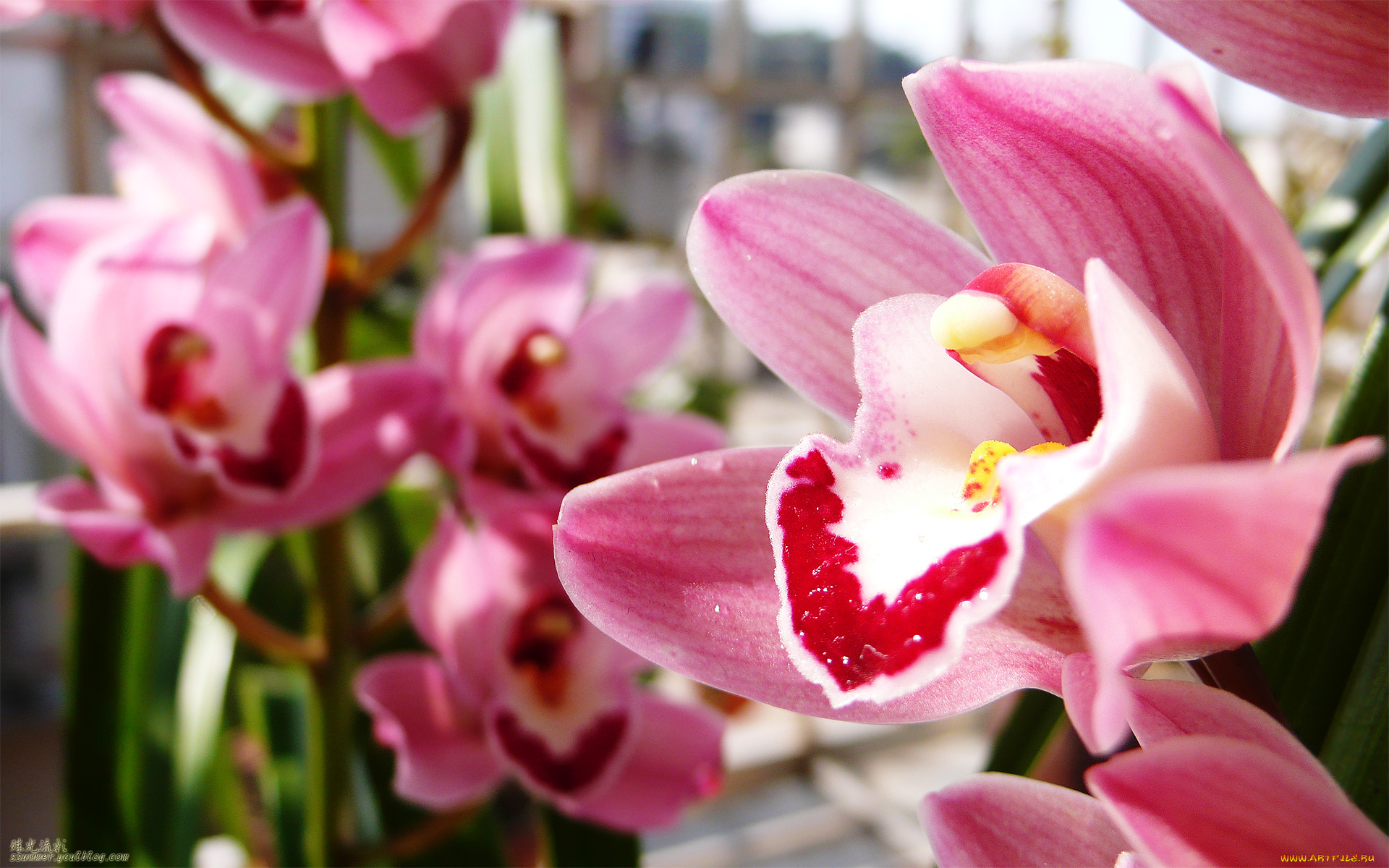 цветы, орхидеи