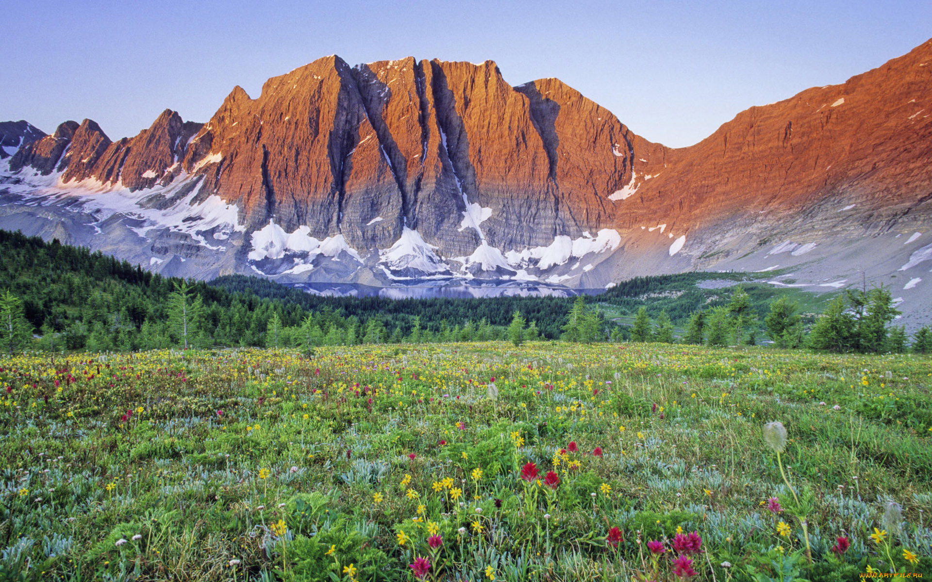 природа, луга