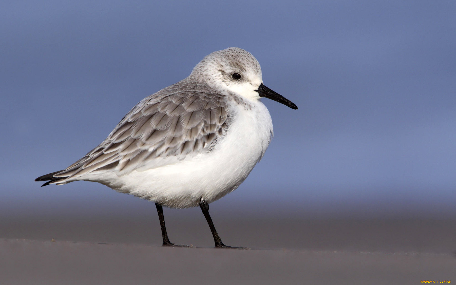 животные, Чайки, бакланы, крачки