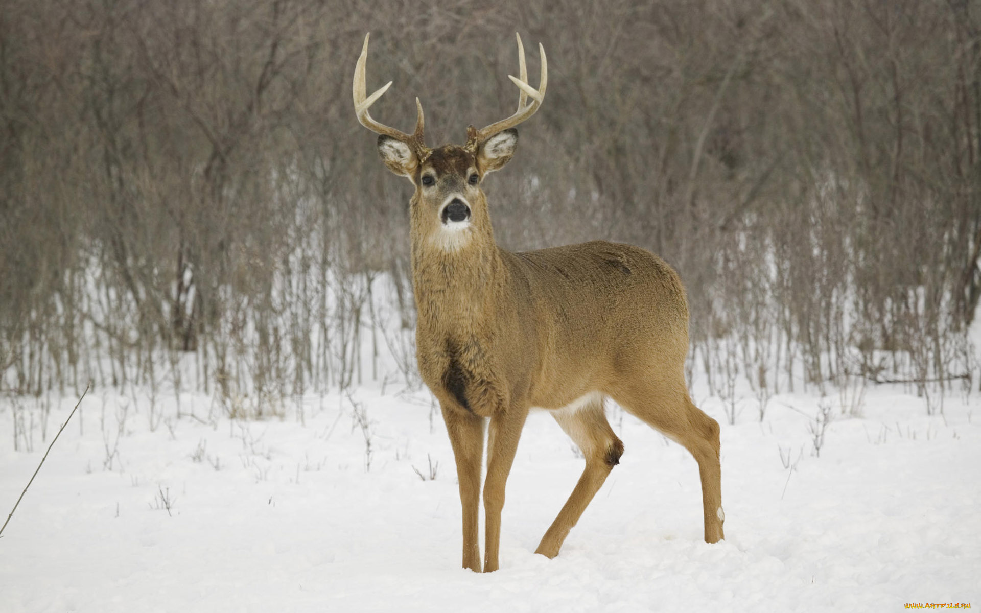 животные, олени