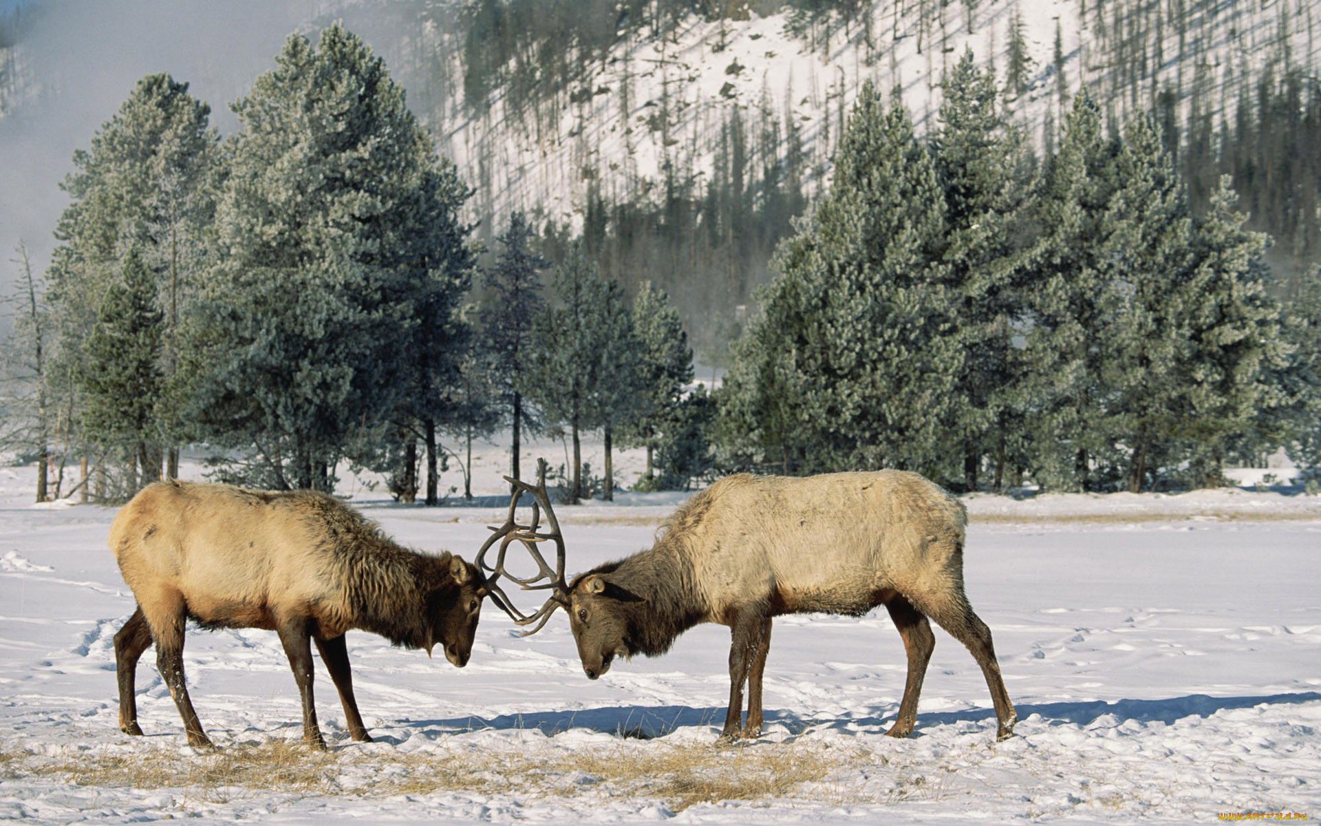 животные, олени