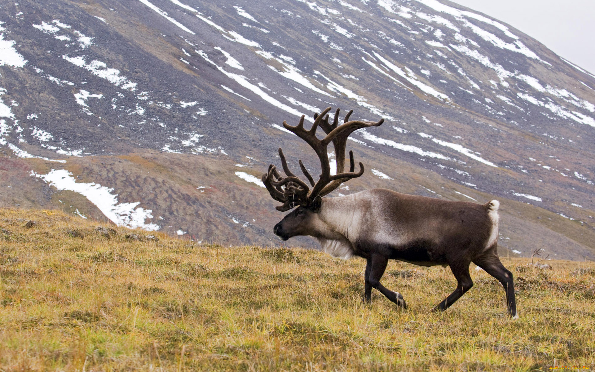 животные, олени